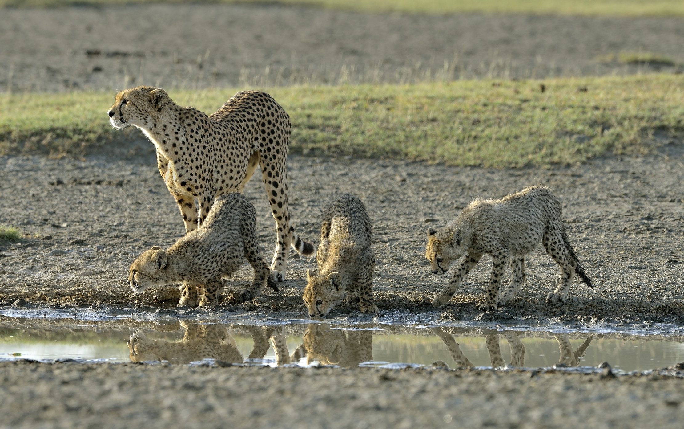 Tanzania 2015 - Adorabile famigliola