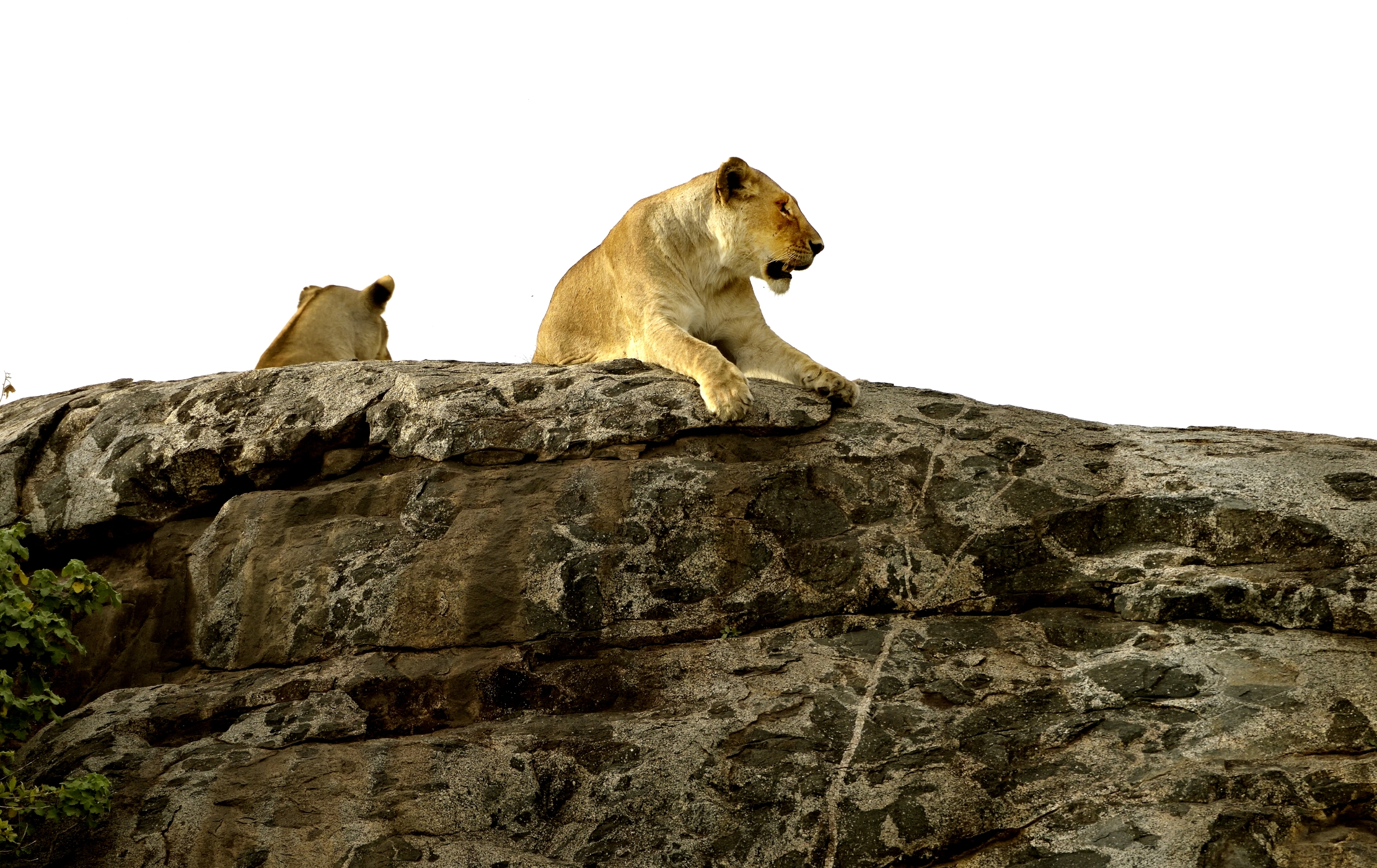 Tanzania 2015 - Sul Kopje