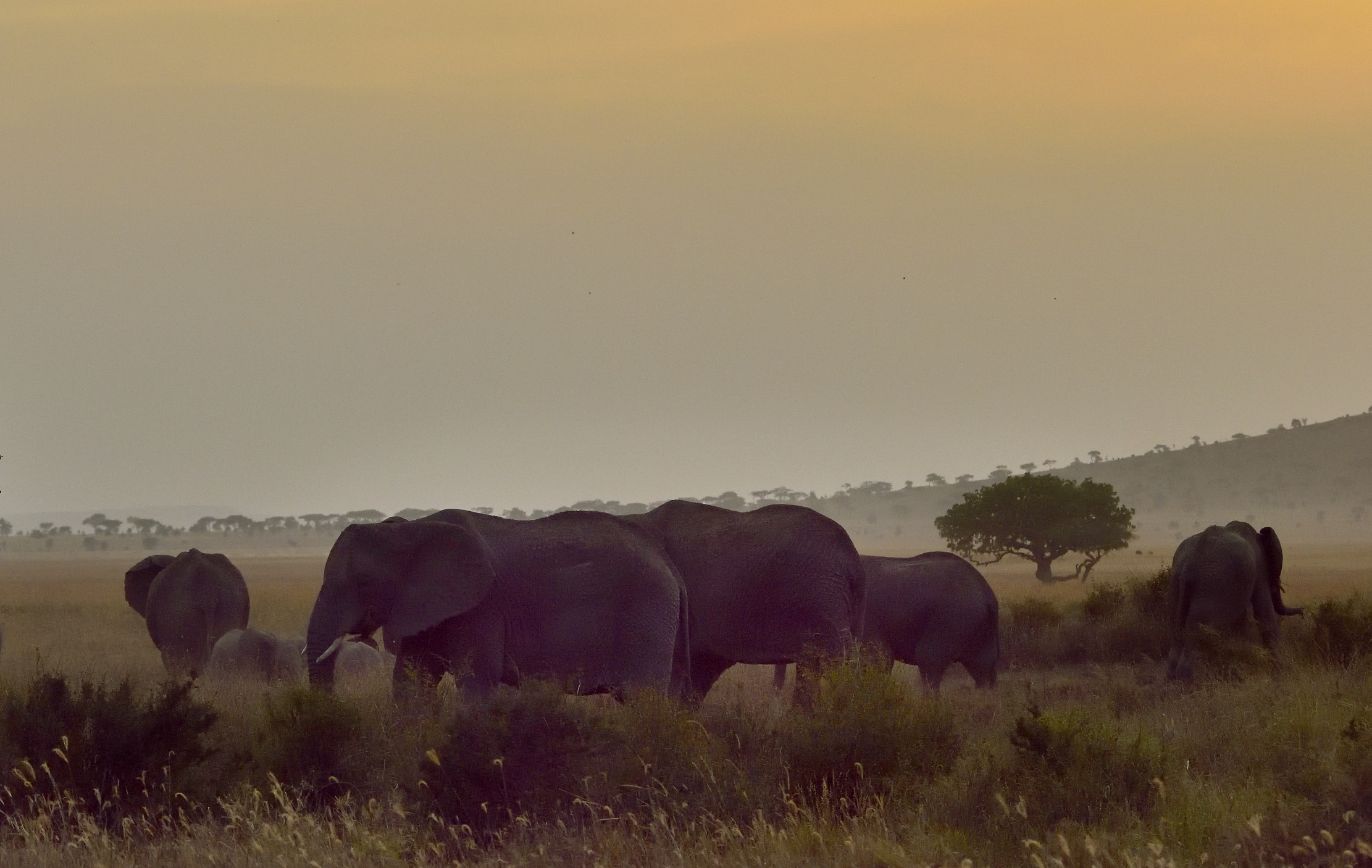Tanzania 2015 - A tarda sera