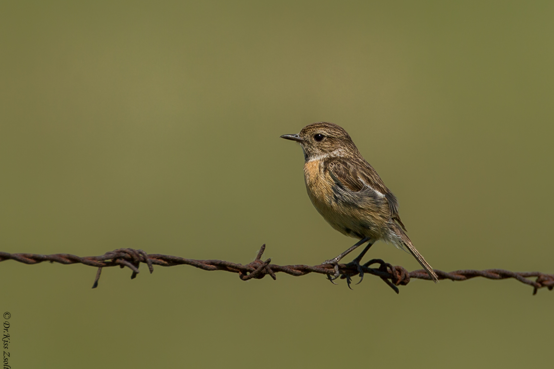 Stonechat giovanile