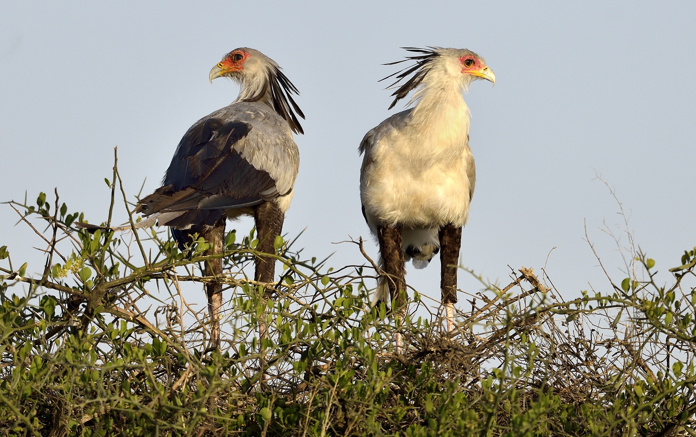 Tanzania 2015 - La coppia