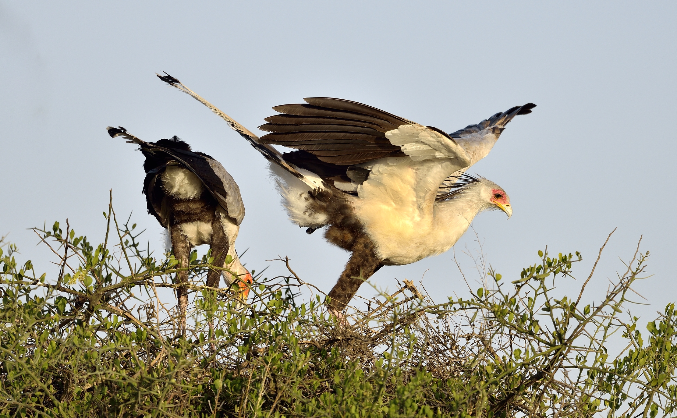 Tanzania 2015 - La separazione