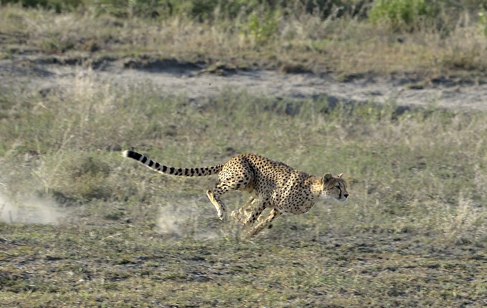 Tanzania 2015 - La corsa