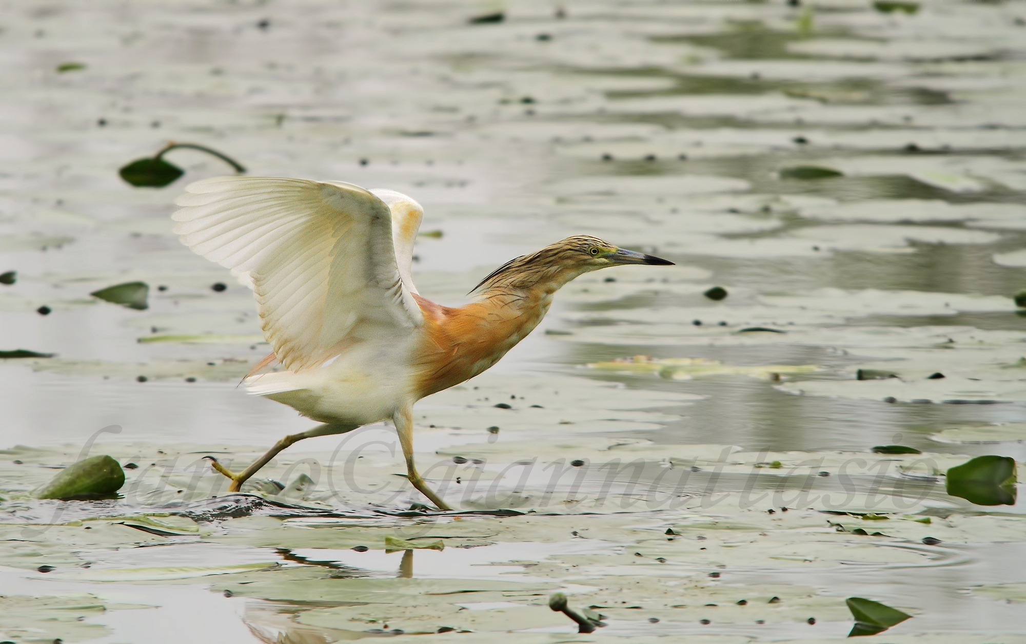 Guardatemi cammino sull'acqua !!!!!! :o)