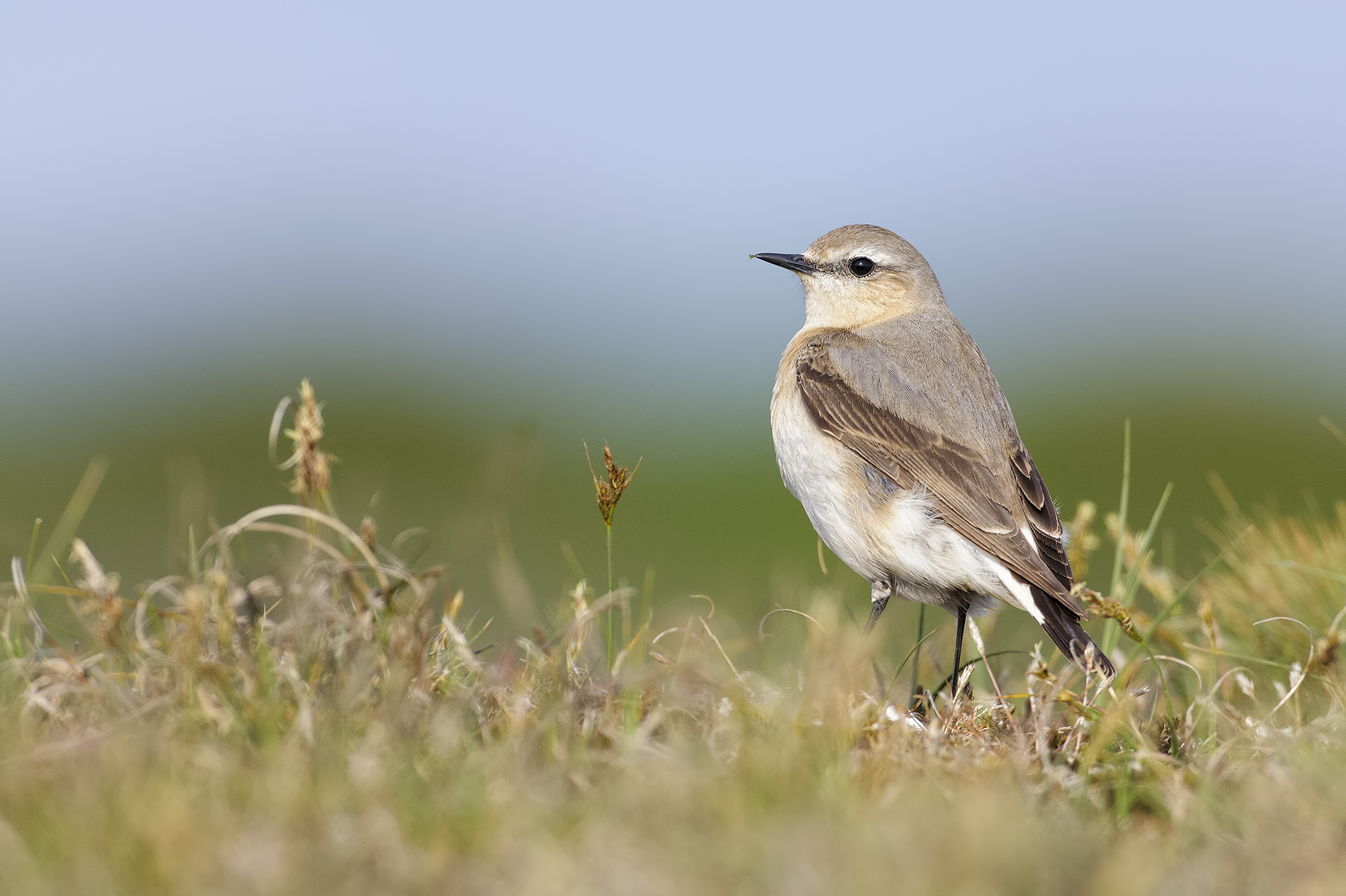 Wheatear