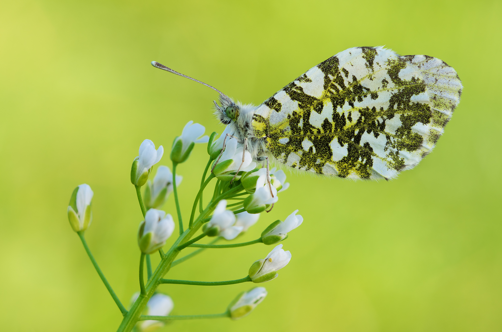 Anthocharis cardamines