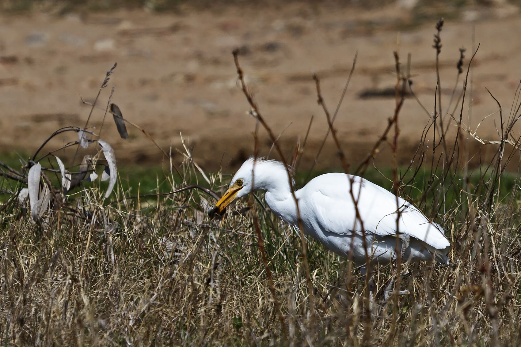 Airone Guardabuoi   Bubulcus Ibis