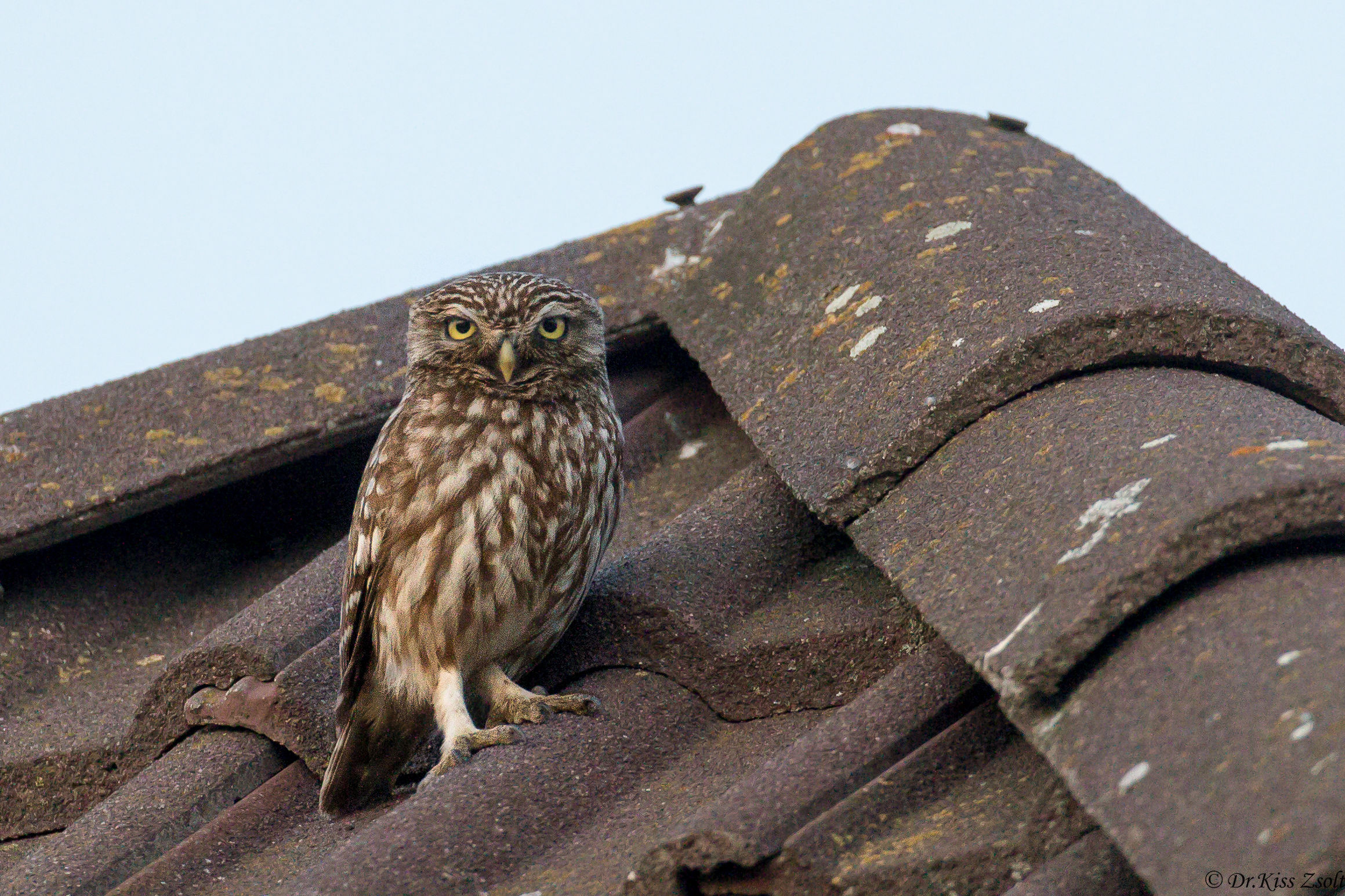Piccolo gufo sul tetto