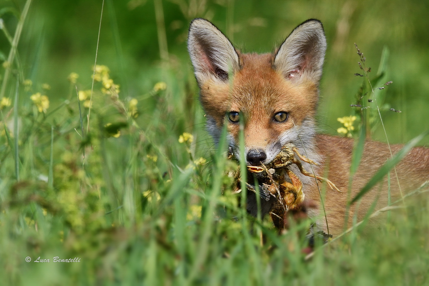 Young fox with prey