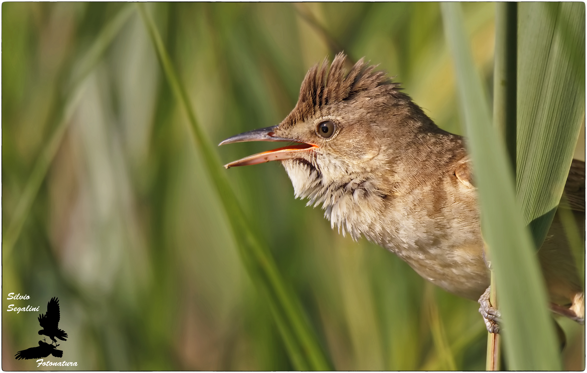 Cannareccione ...fa capolino