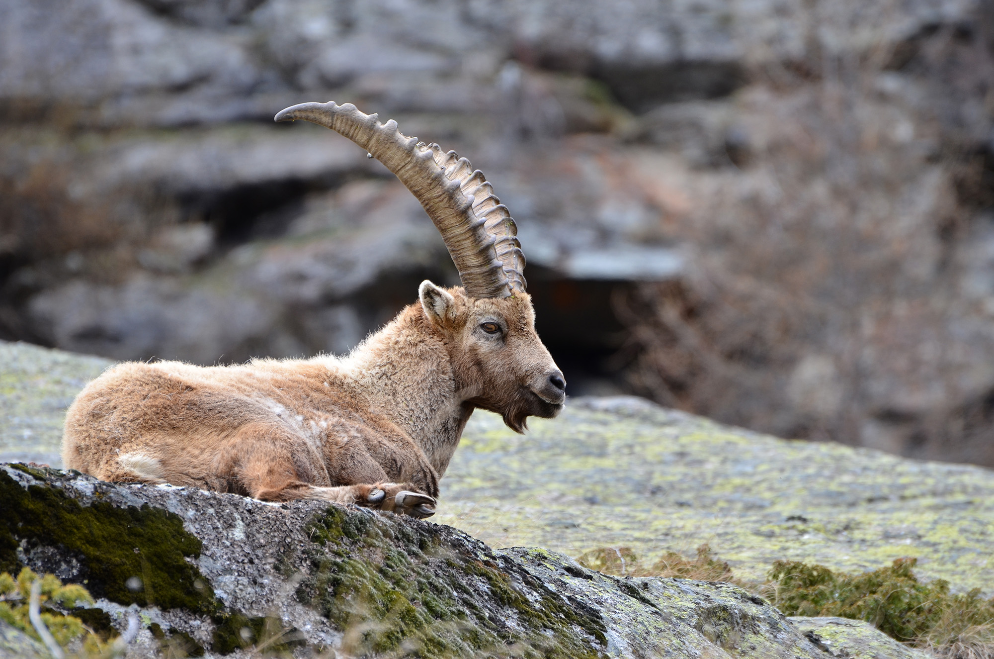 Ibex
