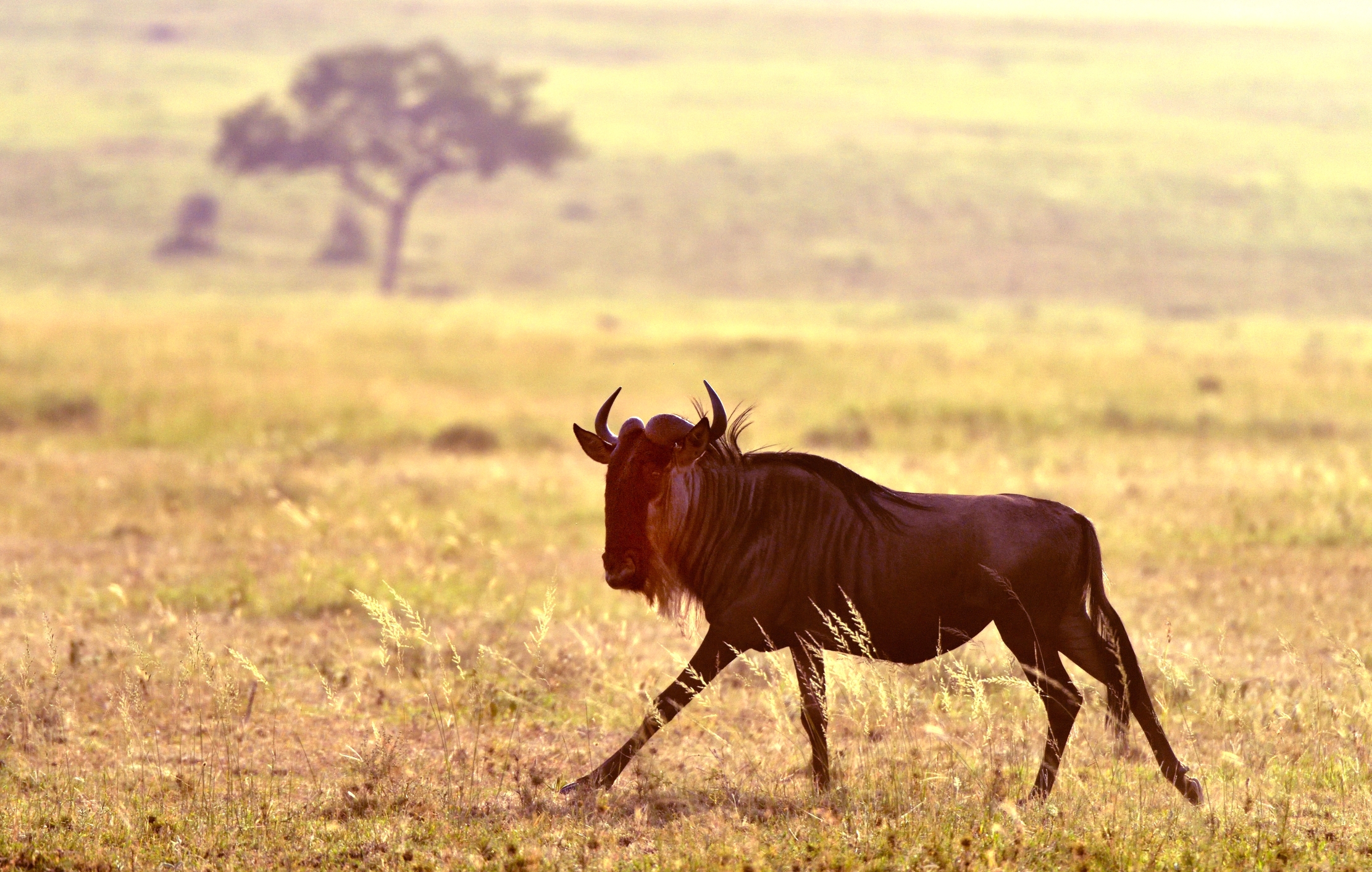 Tanzania 2015 - Gnu