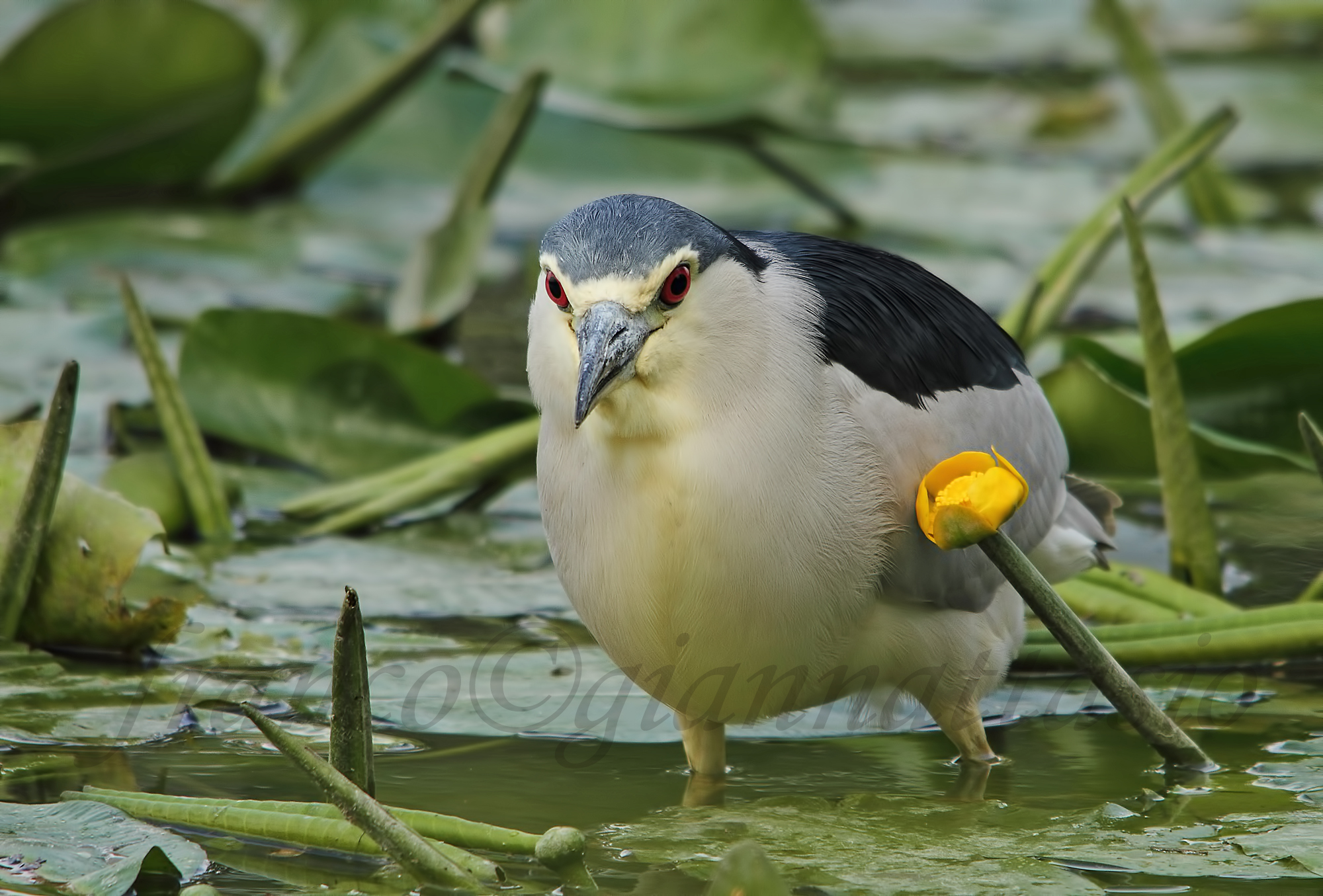 Face to Face (o :: o)