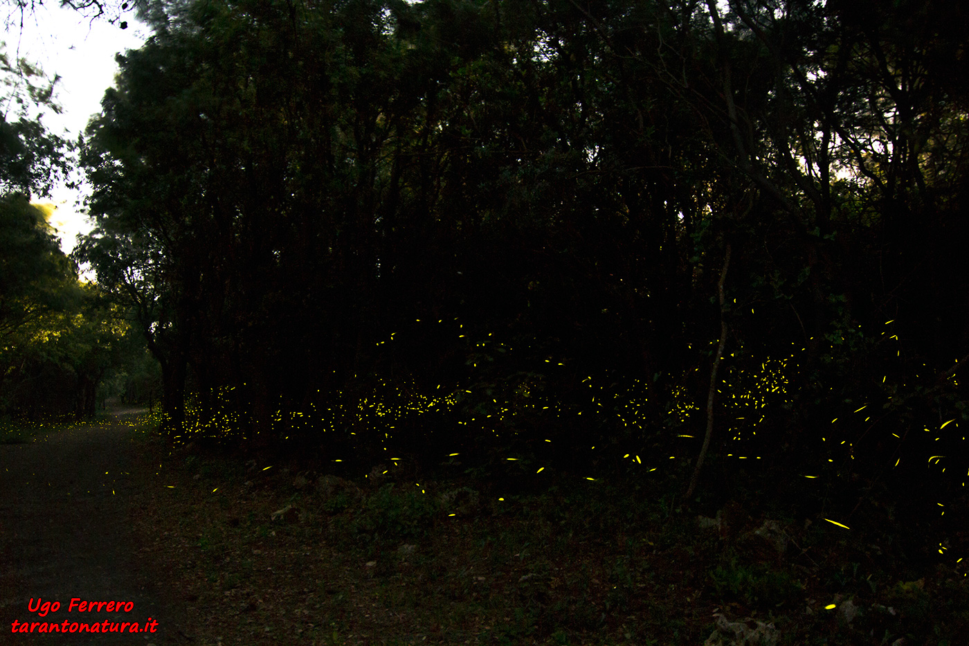 Fireflies!