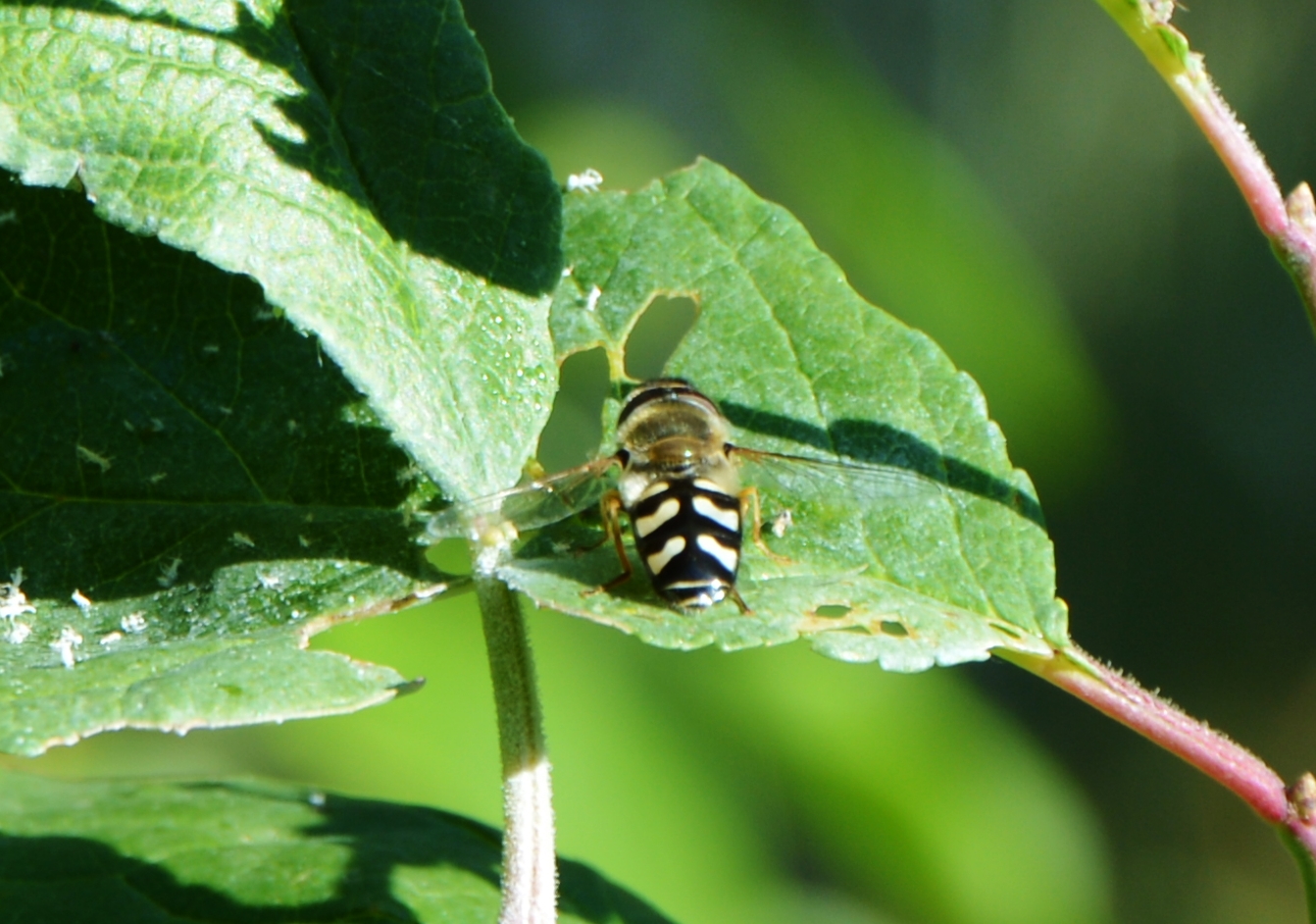 I try the macro with the zummoletto (cropped)