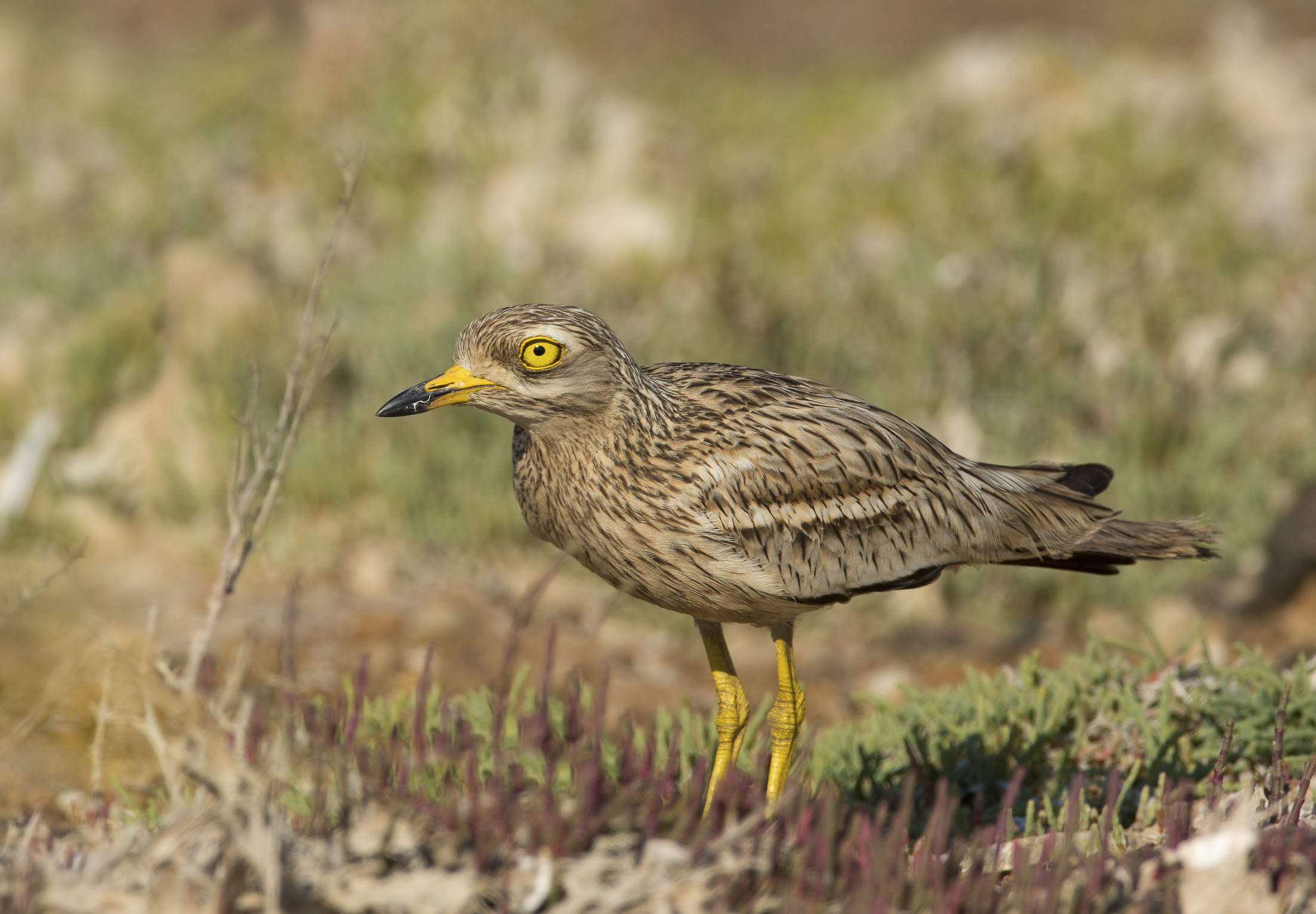 occhione (burhinus oedicnemus)  al mattino