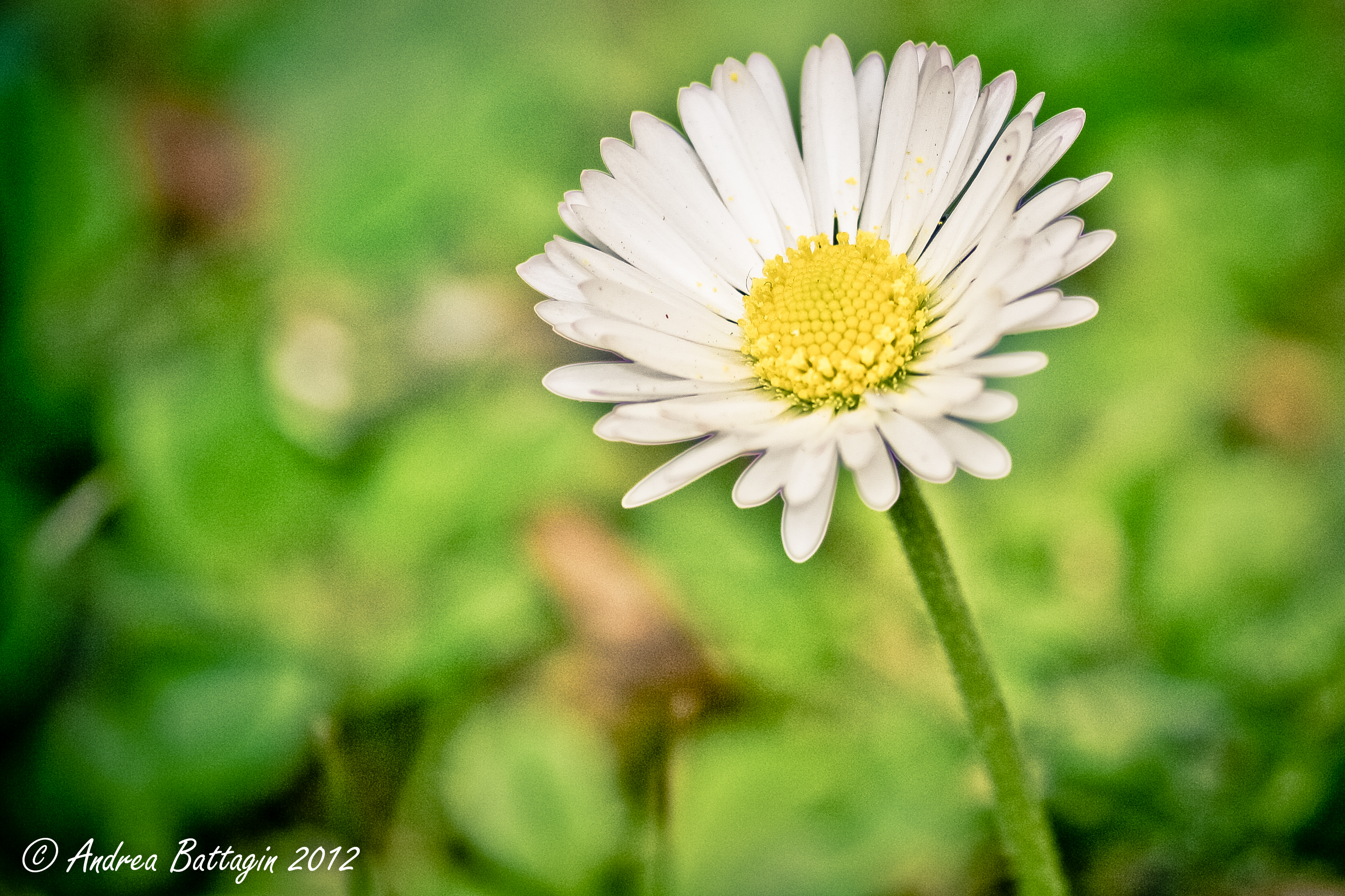 Daisy