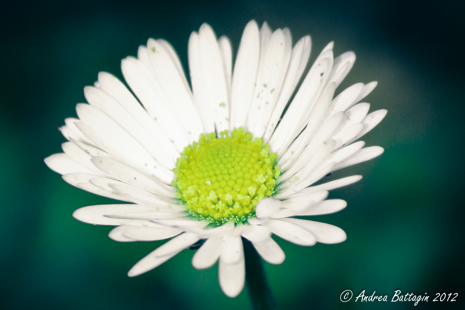 Margherita split tone