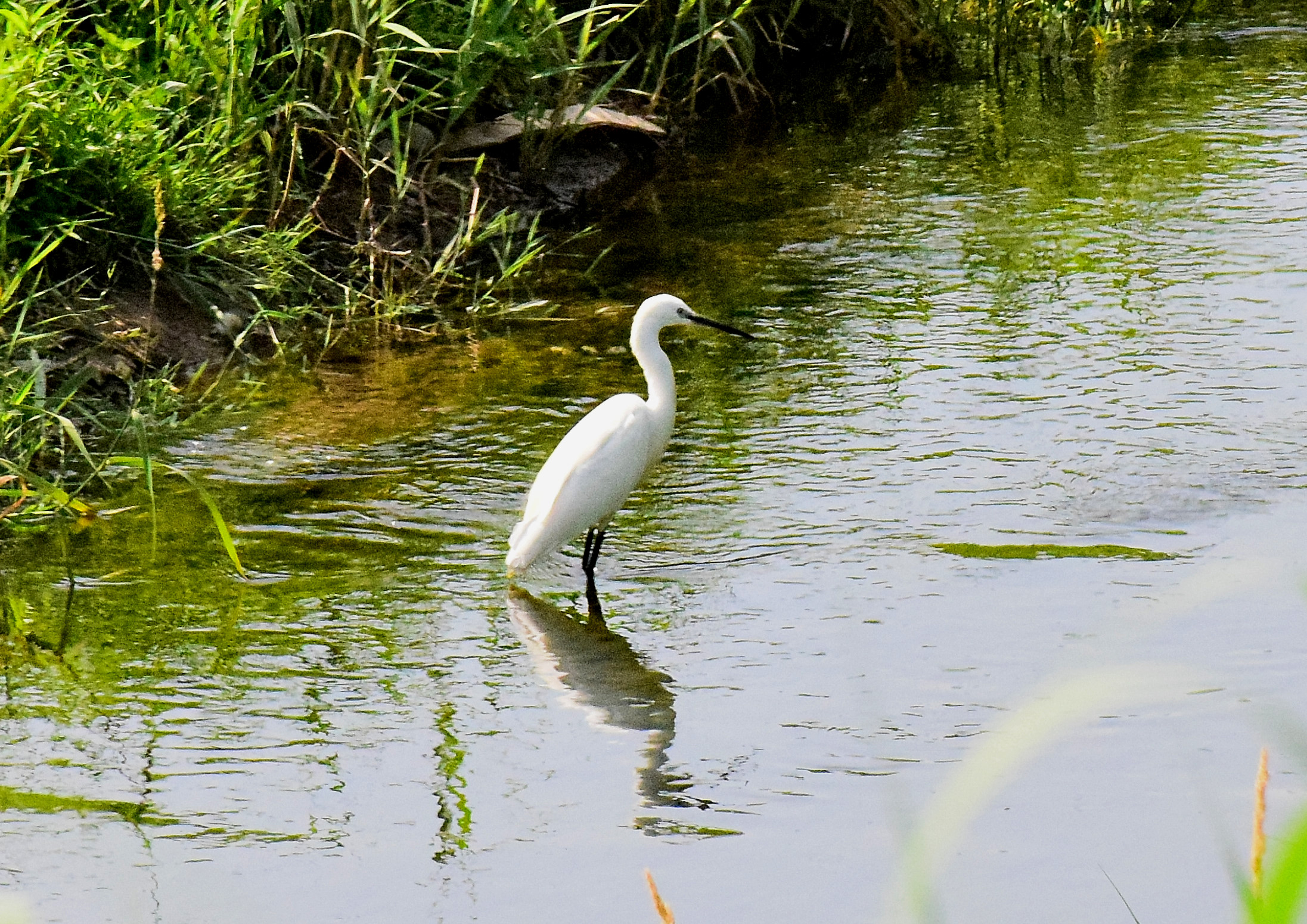 Great Egret