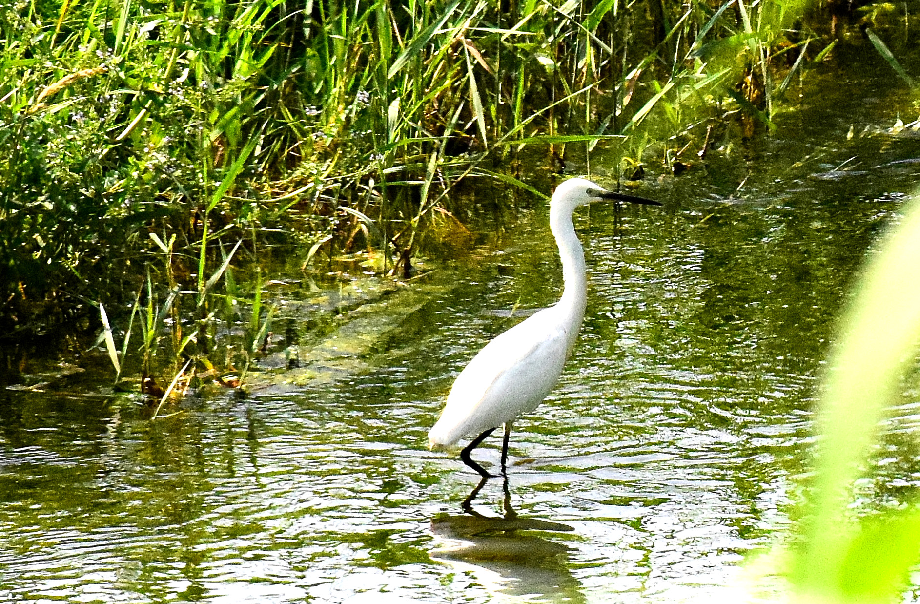 Great Egret 2
