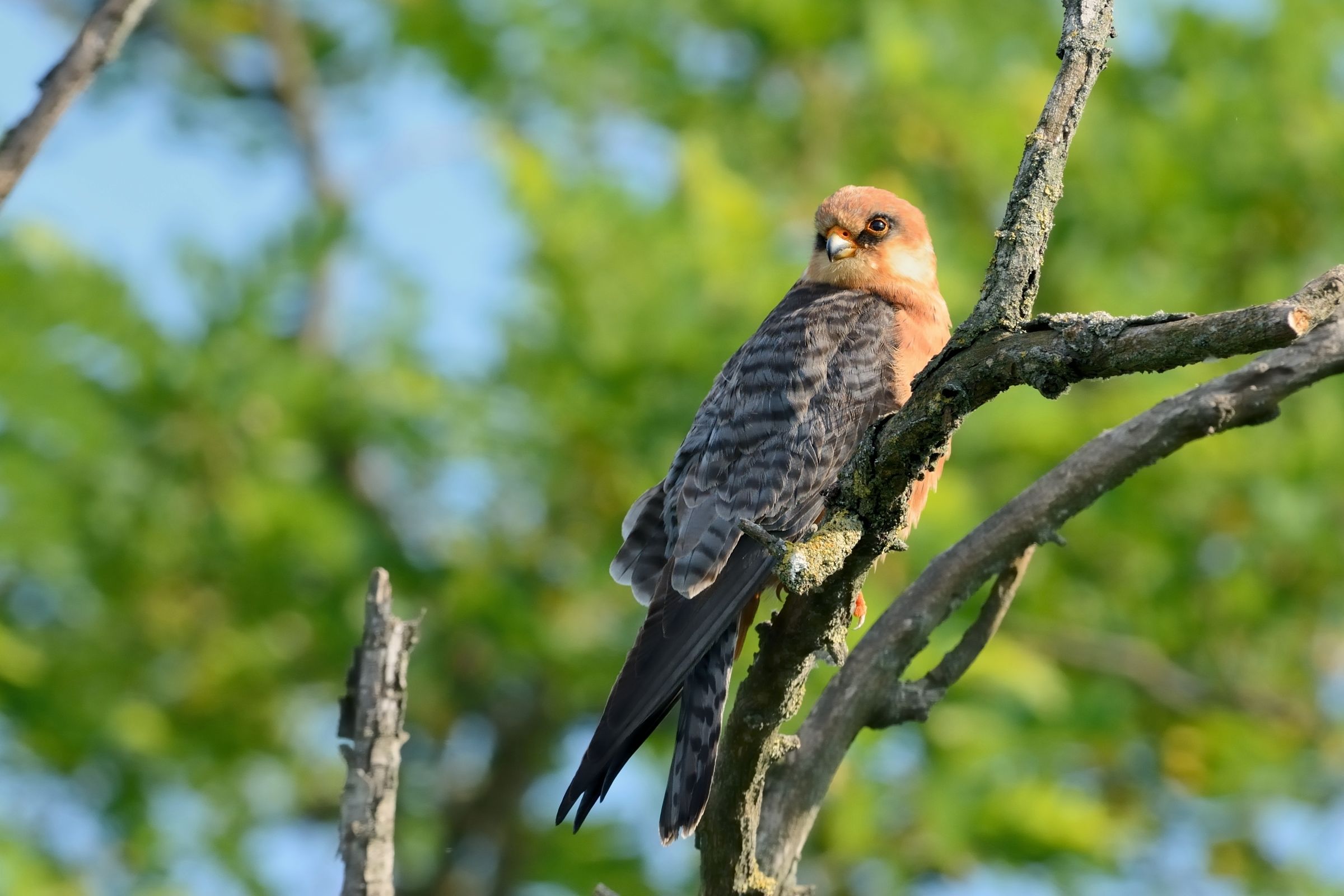 Falco cuculo femmina.