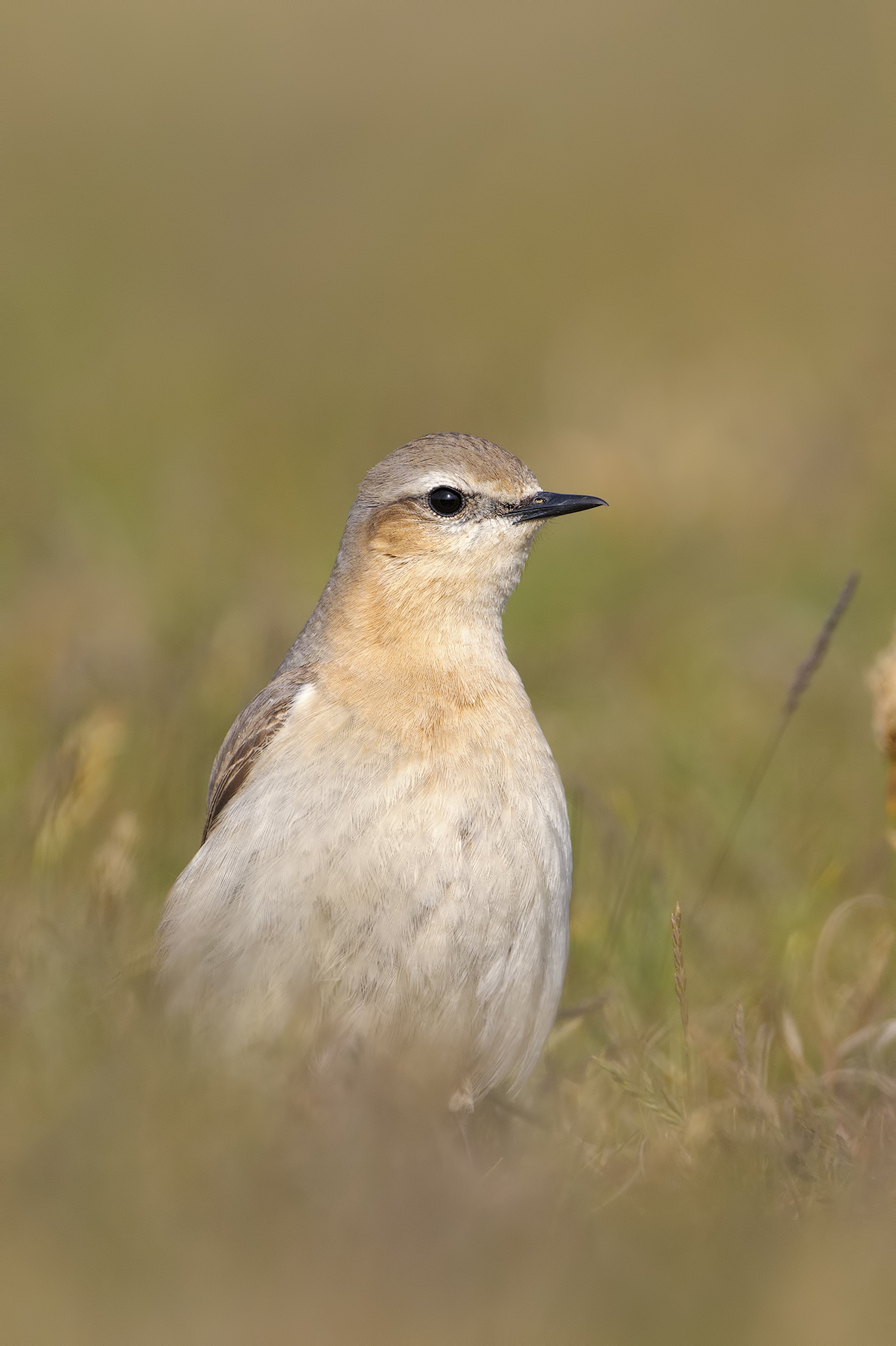 Wheatear