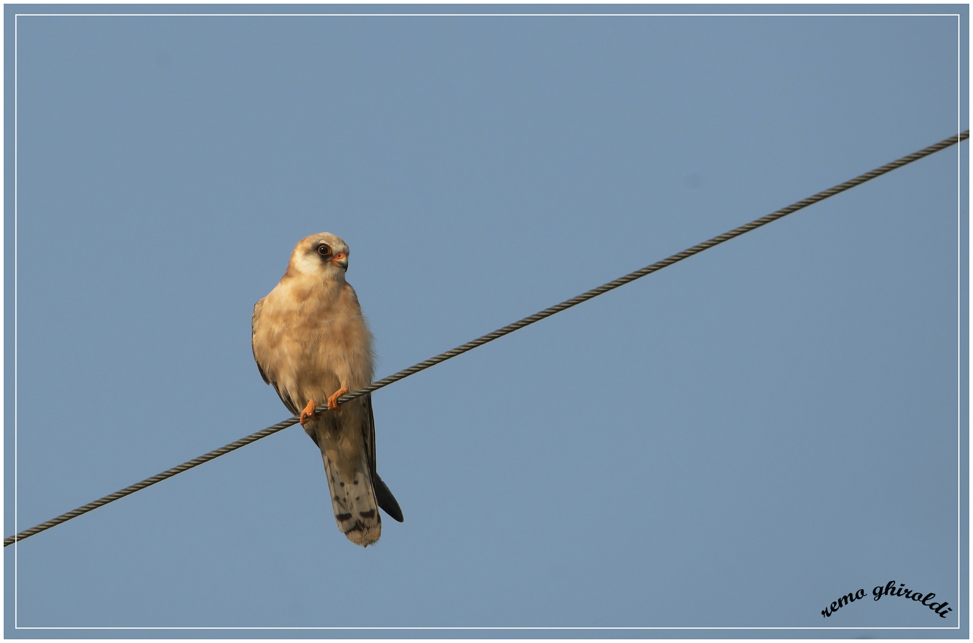 kestrel