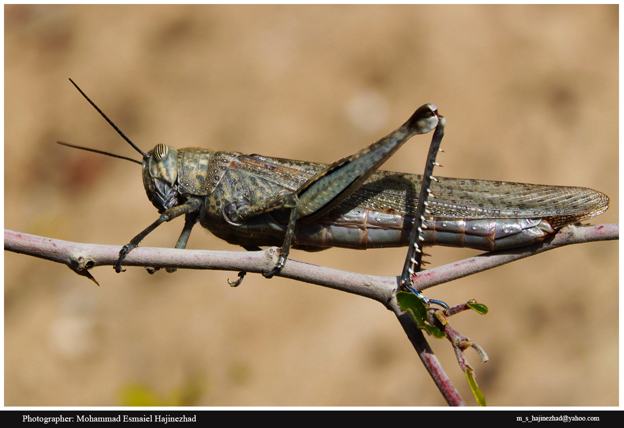 Locust