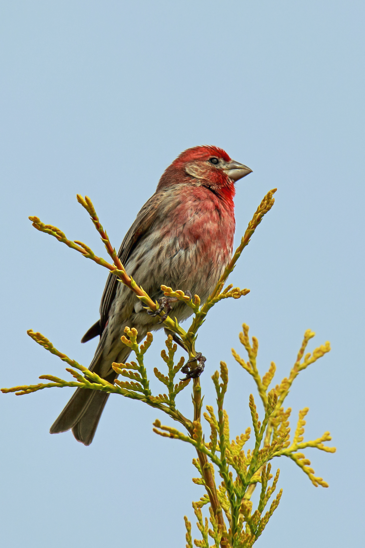 House Finch Lookout