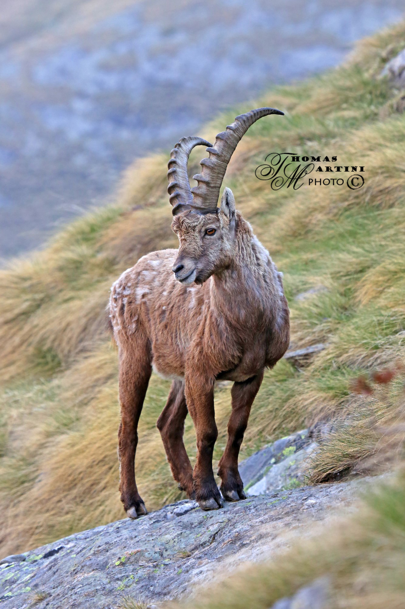 Ibex