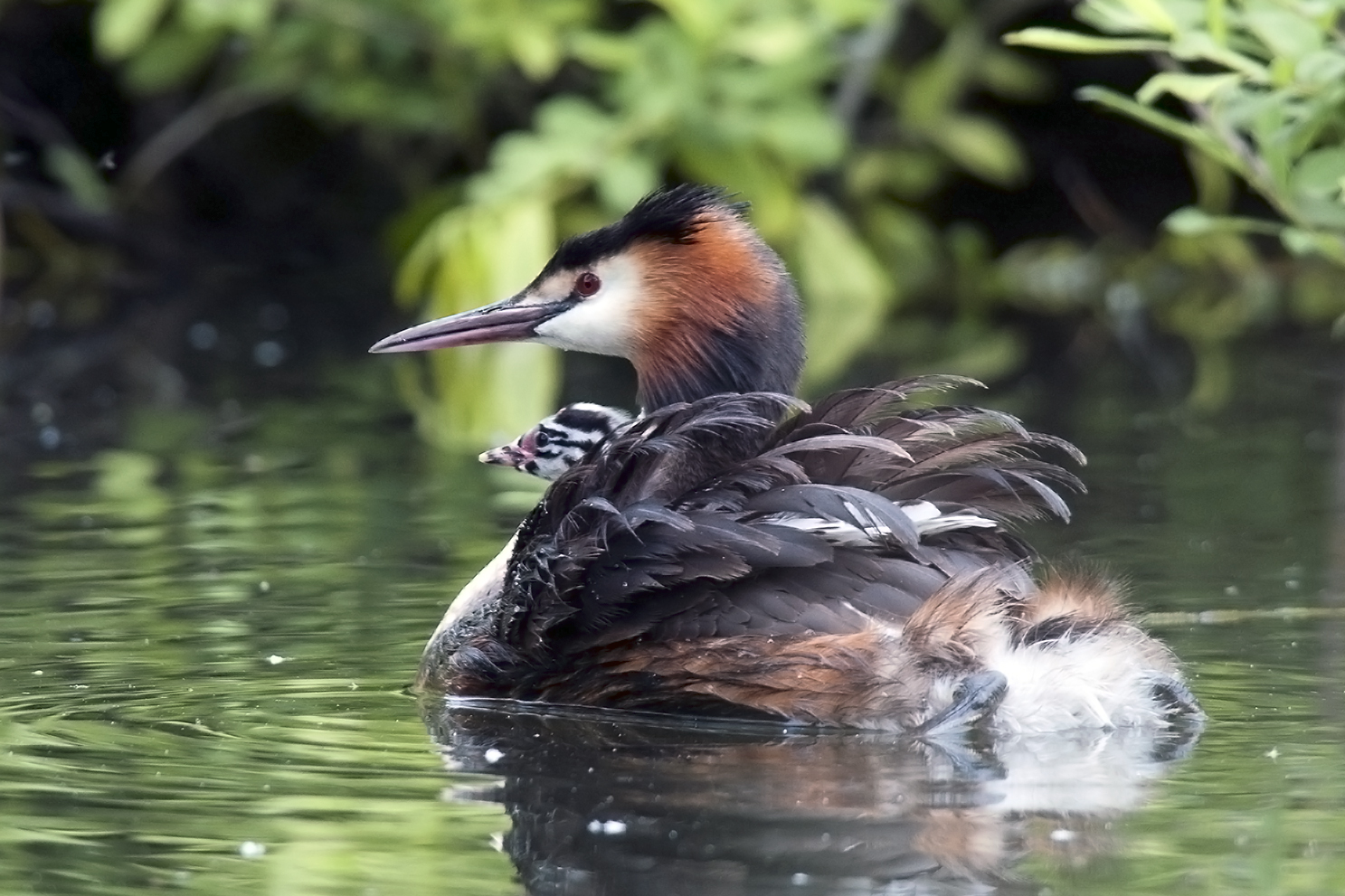 Grebe baby