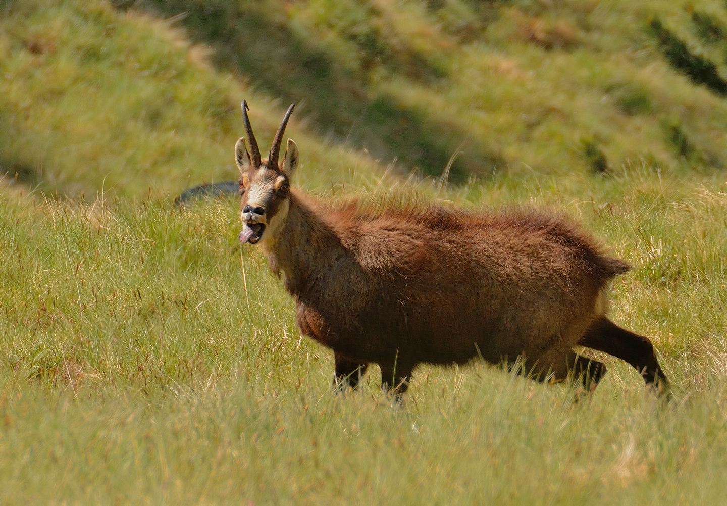 e' dura rimanere al vertice.