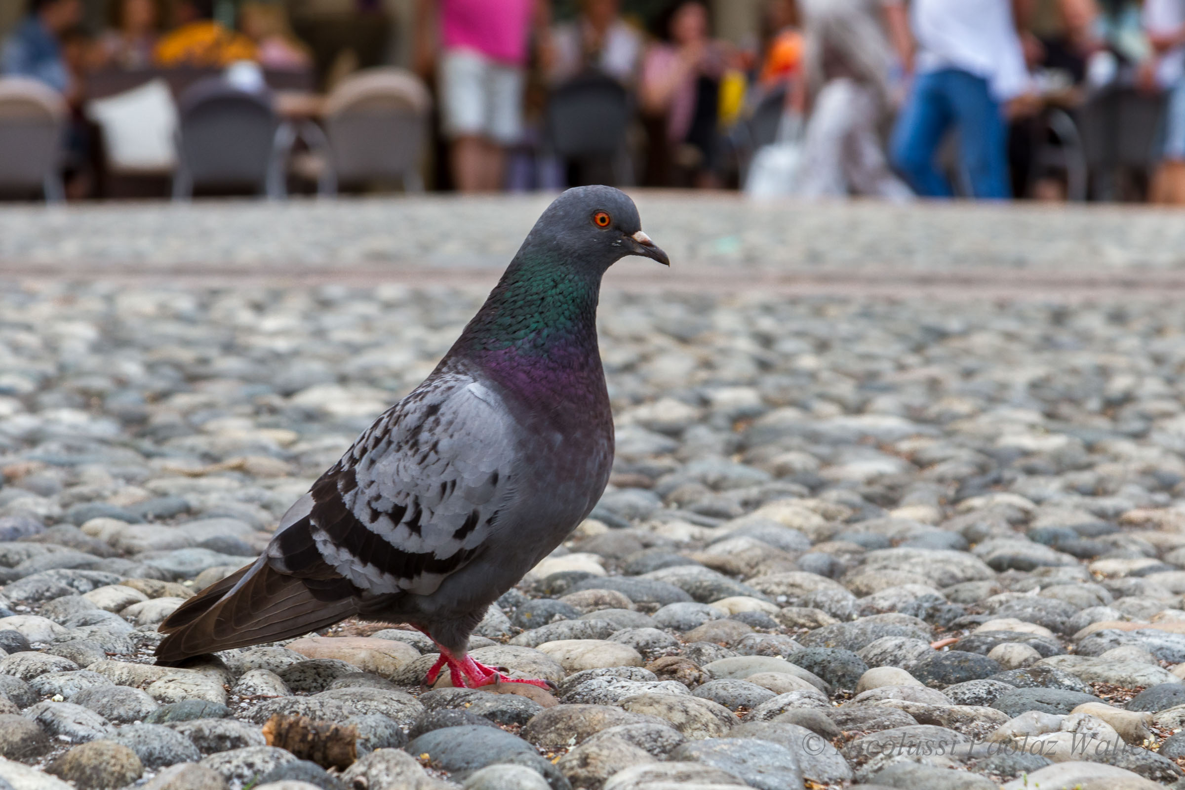 Two steps in the center