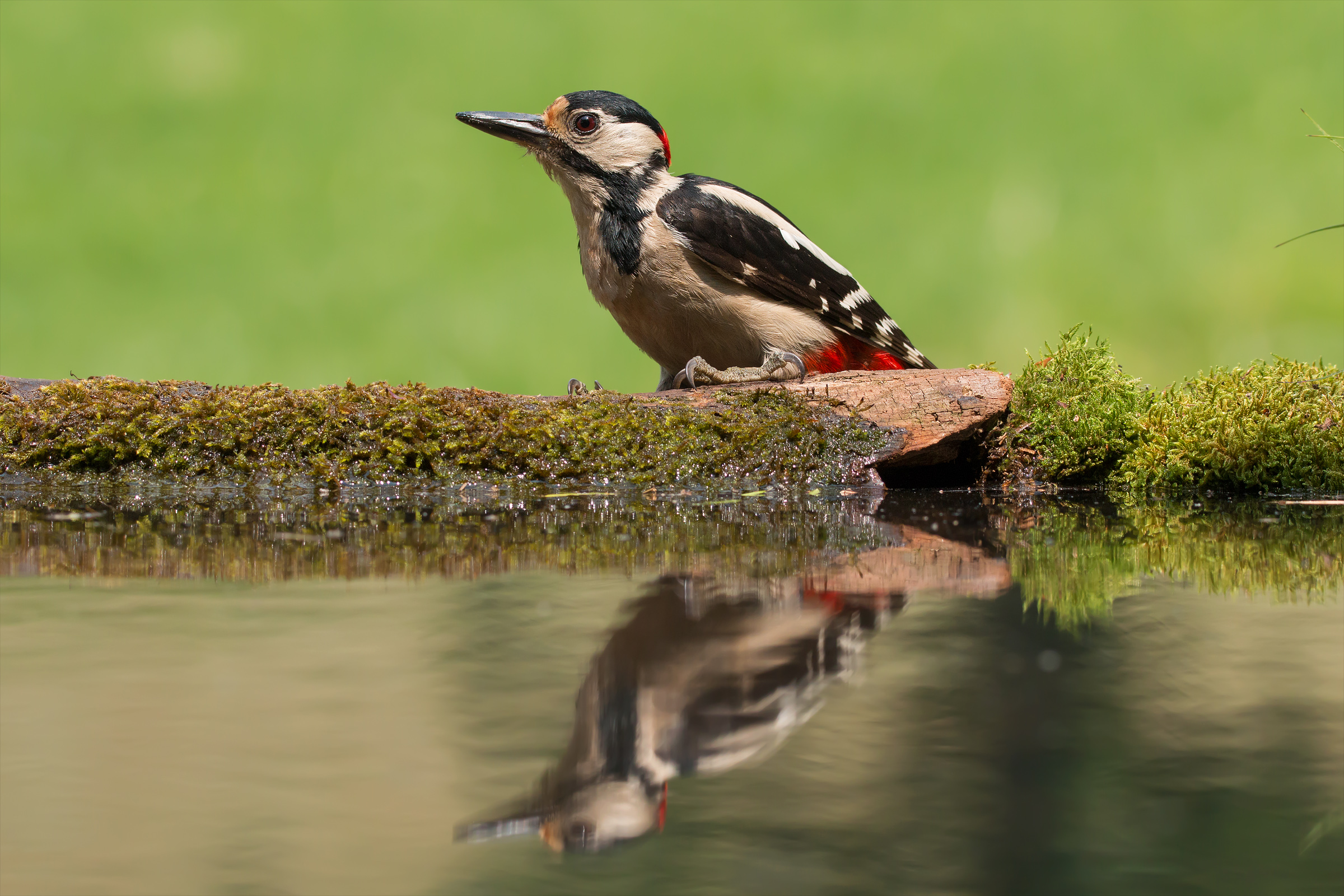 The woodpecker and its mirror