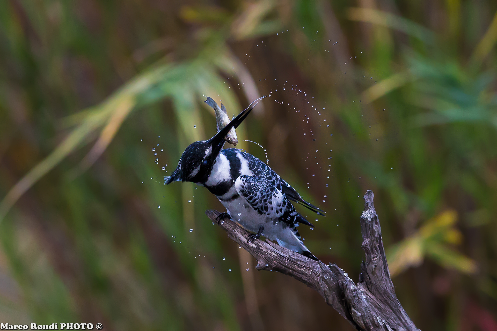 Kingfisher black and white