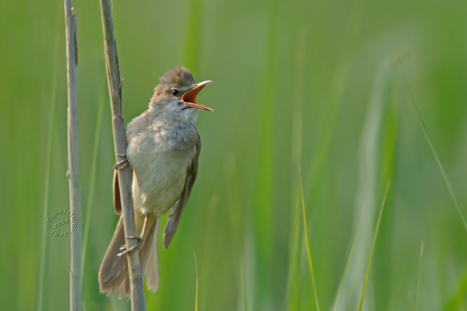 Warbler (Acrocephalus arundinaceus)