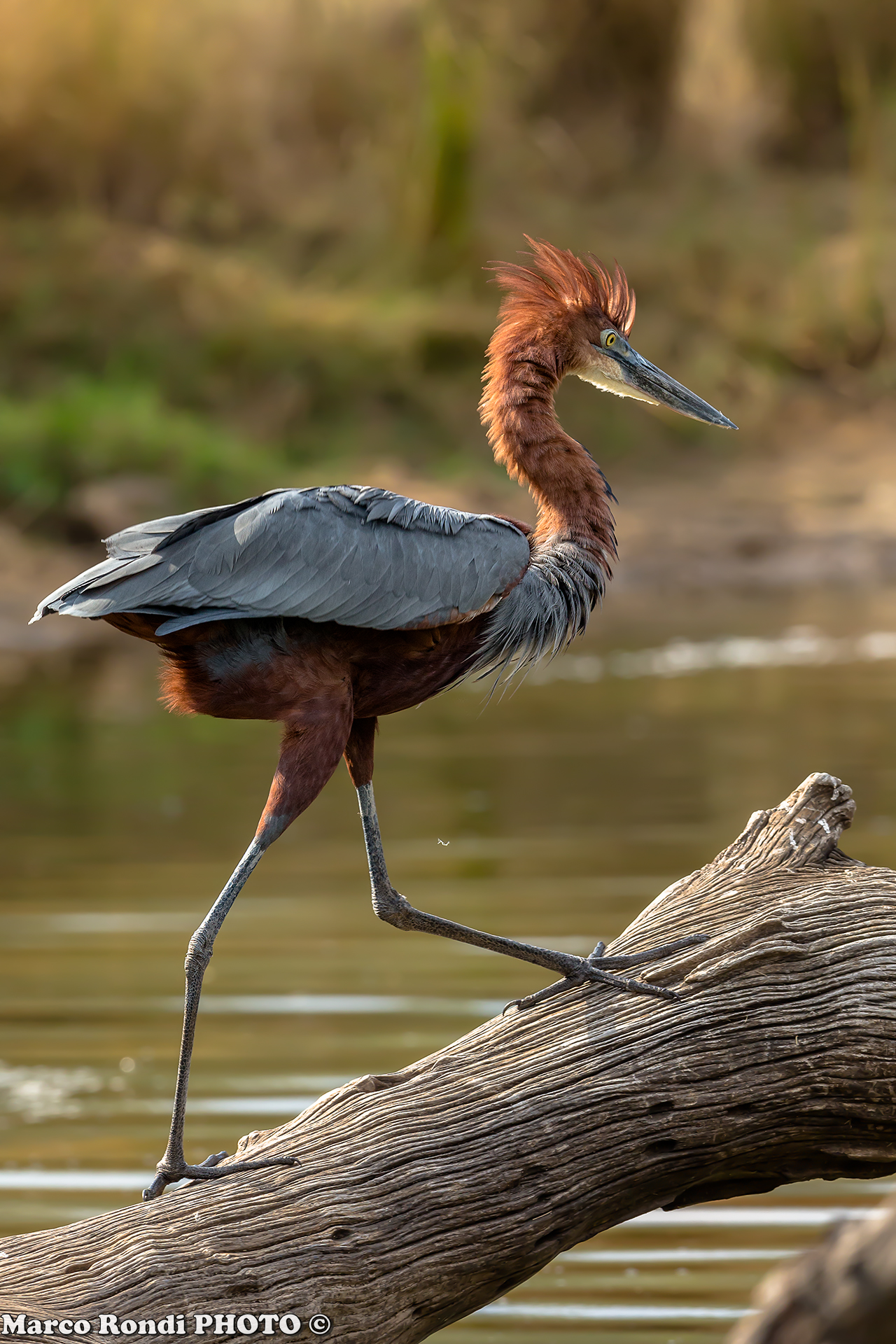 Airone Gigante (Airone Golia)