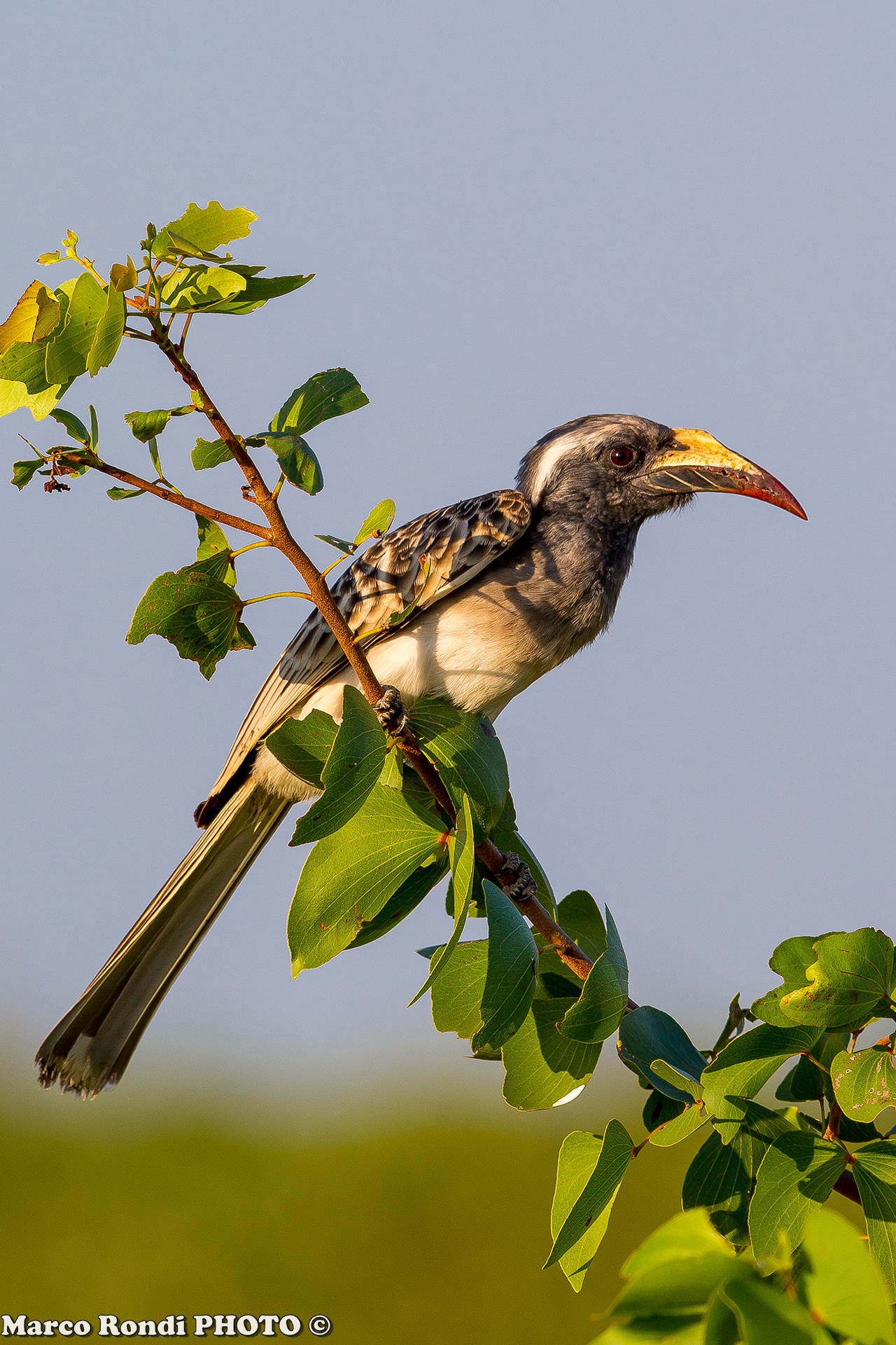 Bucero Grigio Africano