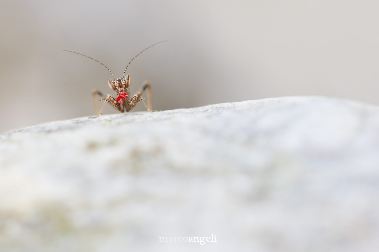Ameles newborn and red spider