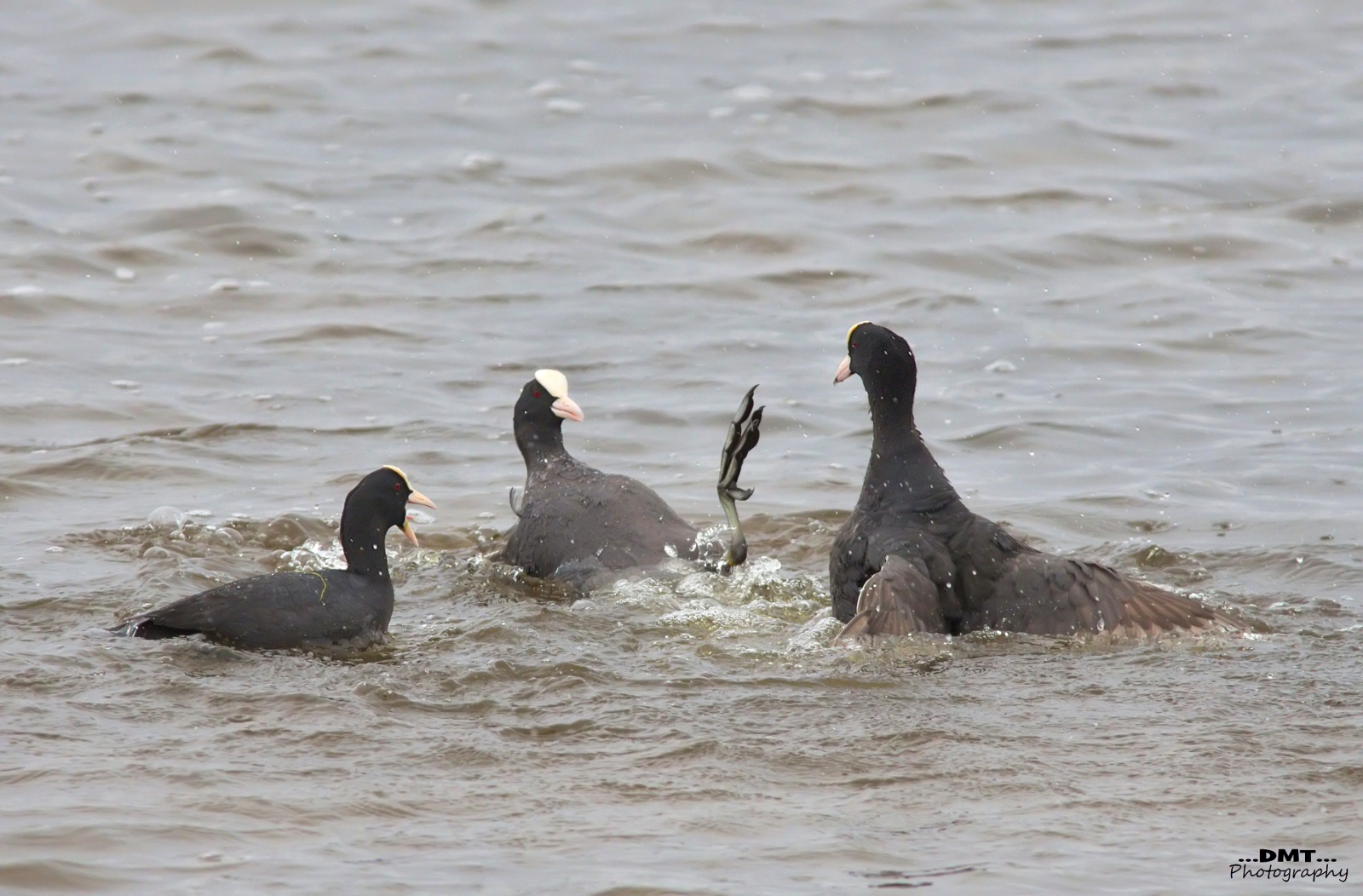 Batti il cinque... o forse il quattro..
