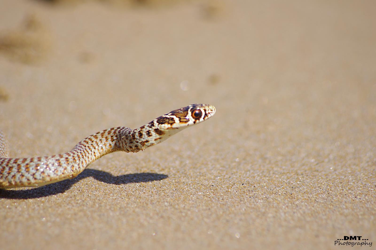 coluber viridiflavius (Biacco) 2