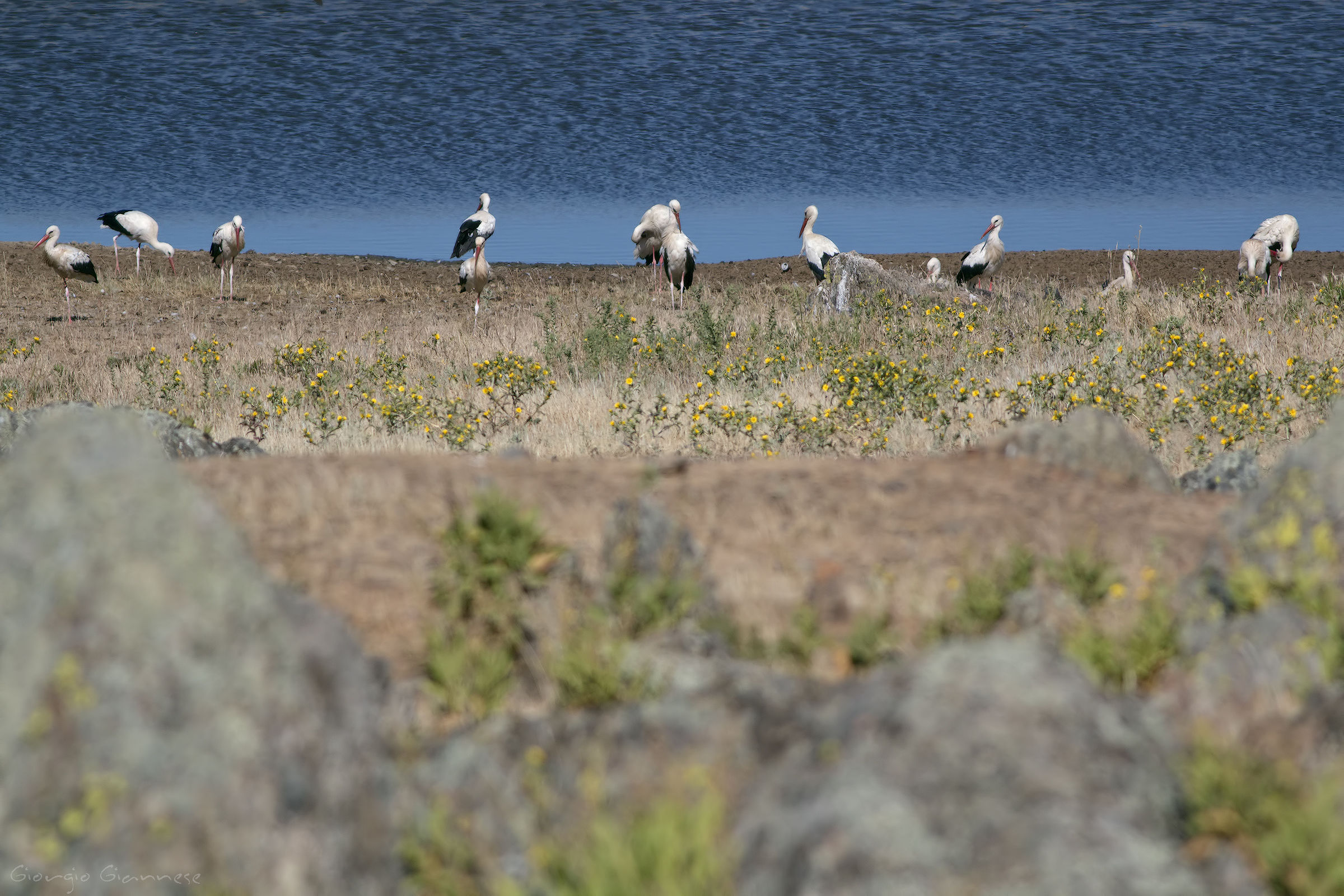 Gruppo di cicogne (Ciconia ciconia)