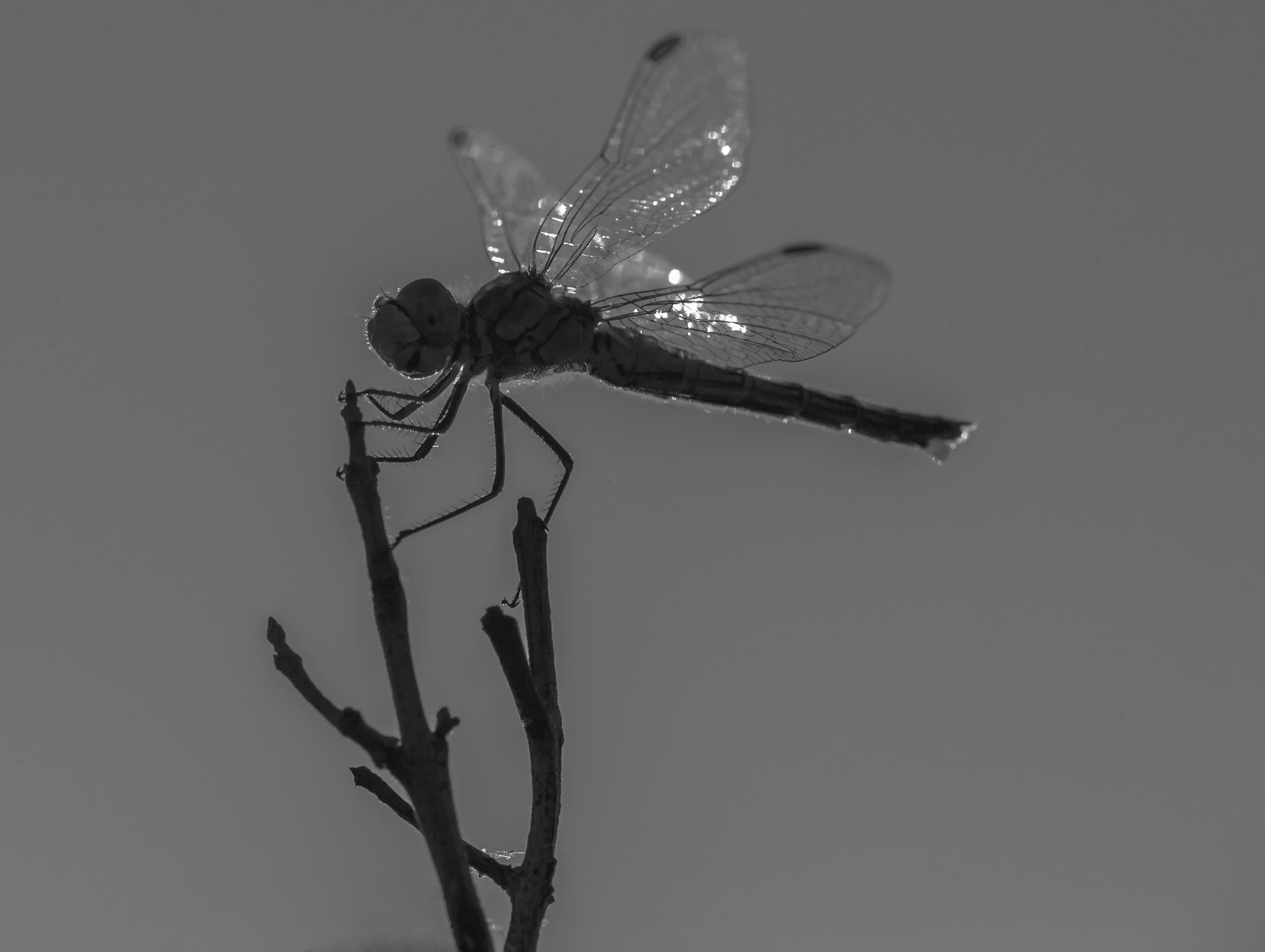Dragonfly in BN
