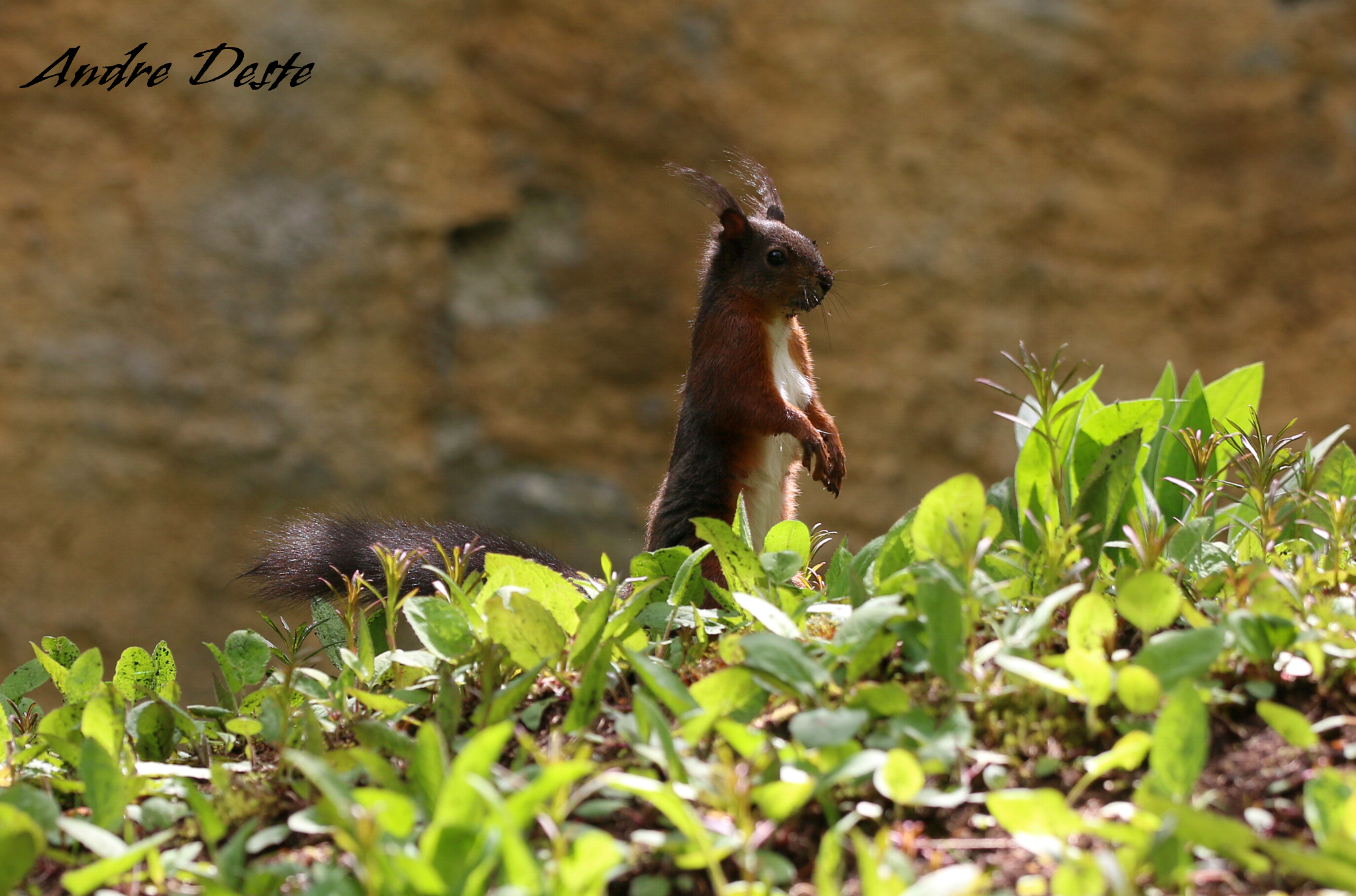 Supervisor of the forest