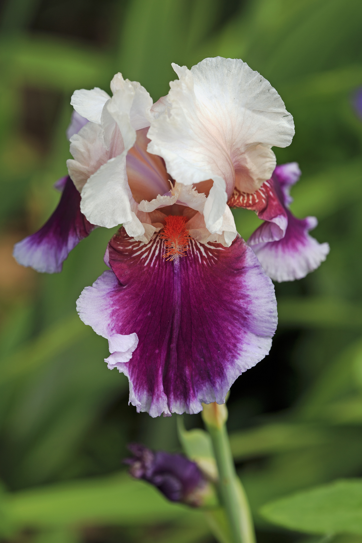 Multi Coloured Iris