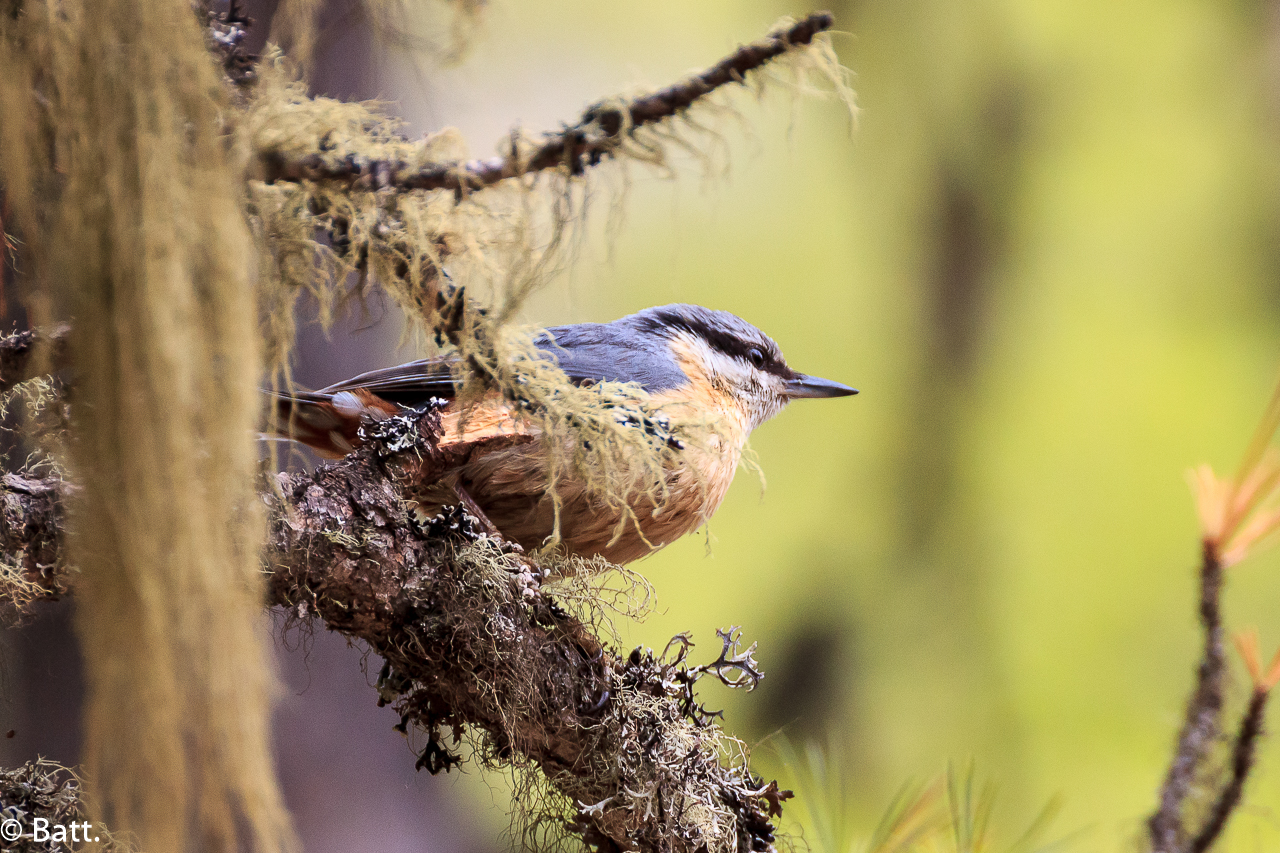 Nuthatch