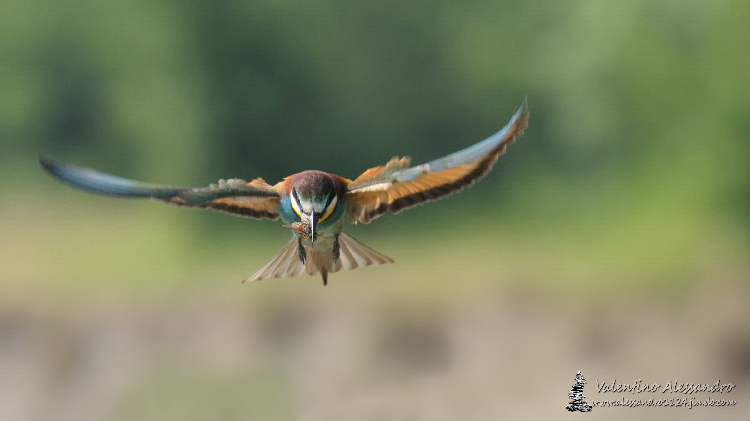 Il predatore arcobaleno