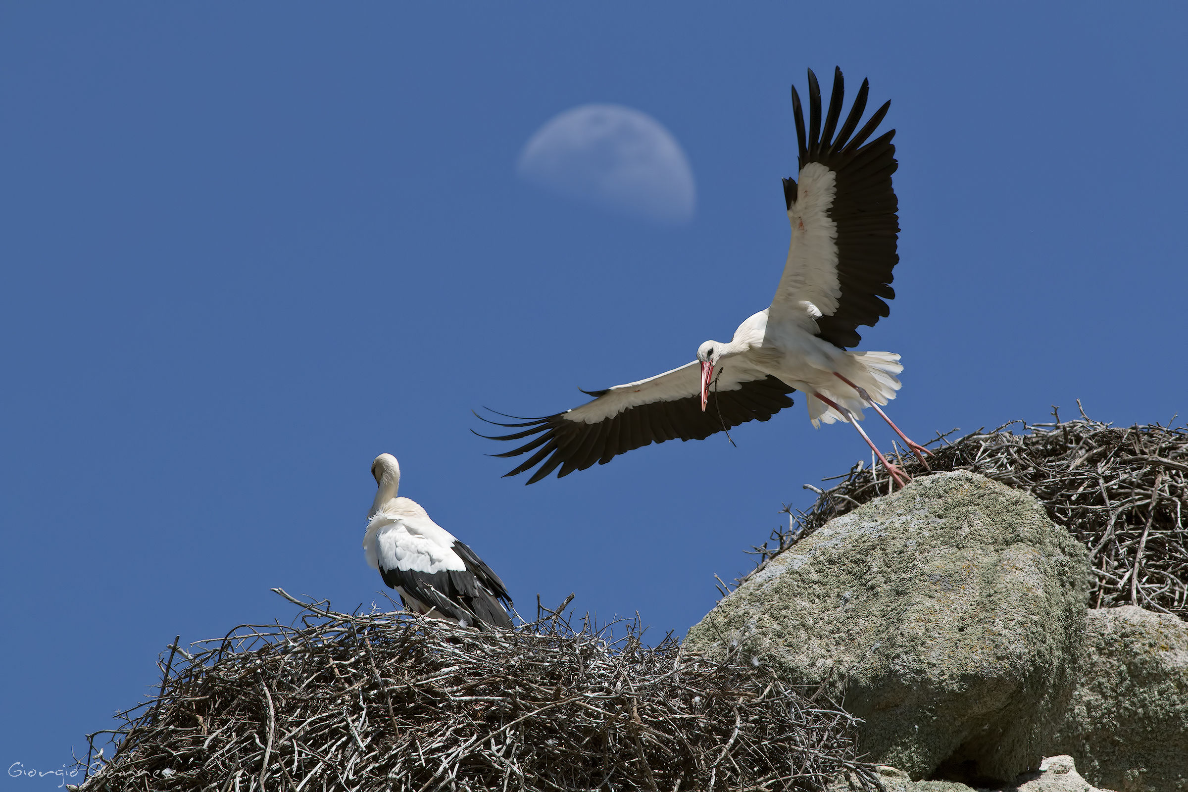 Cicogne (Ciconia ciconia)