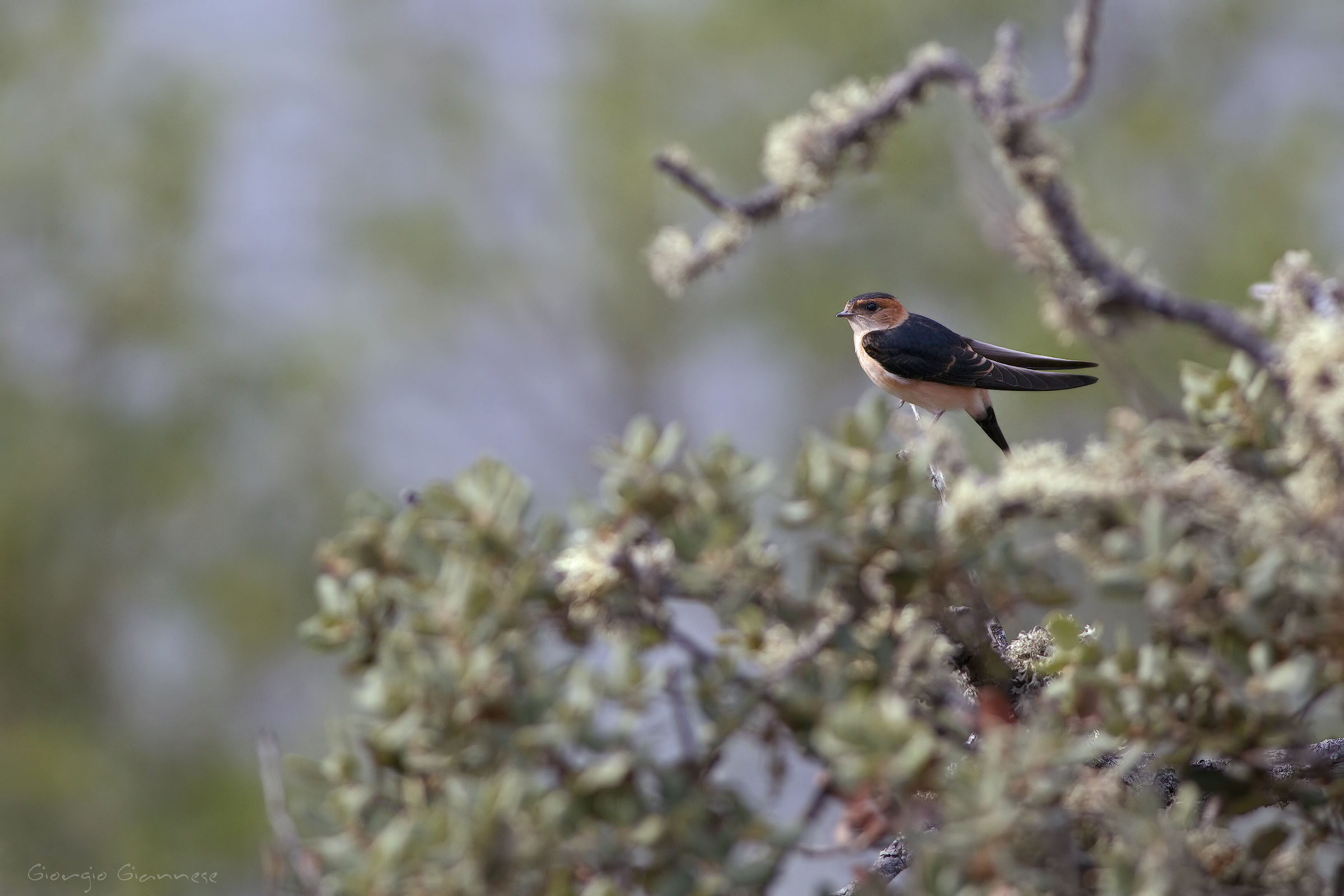 Rondine rossiccia (Cecropis daurica)