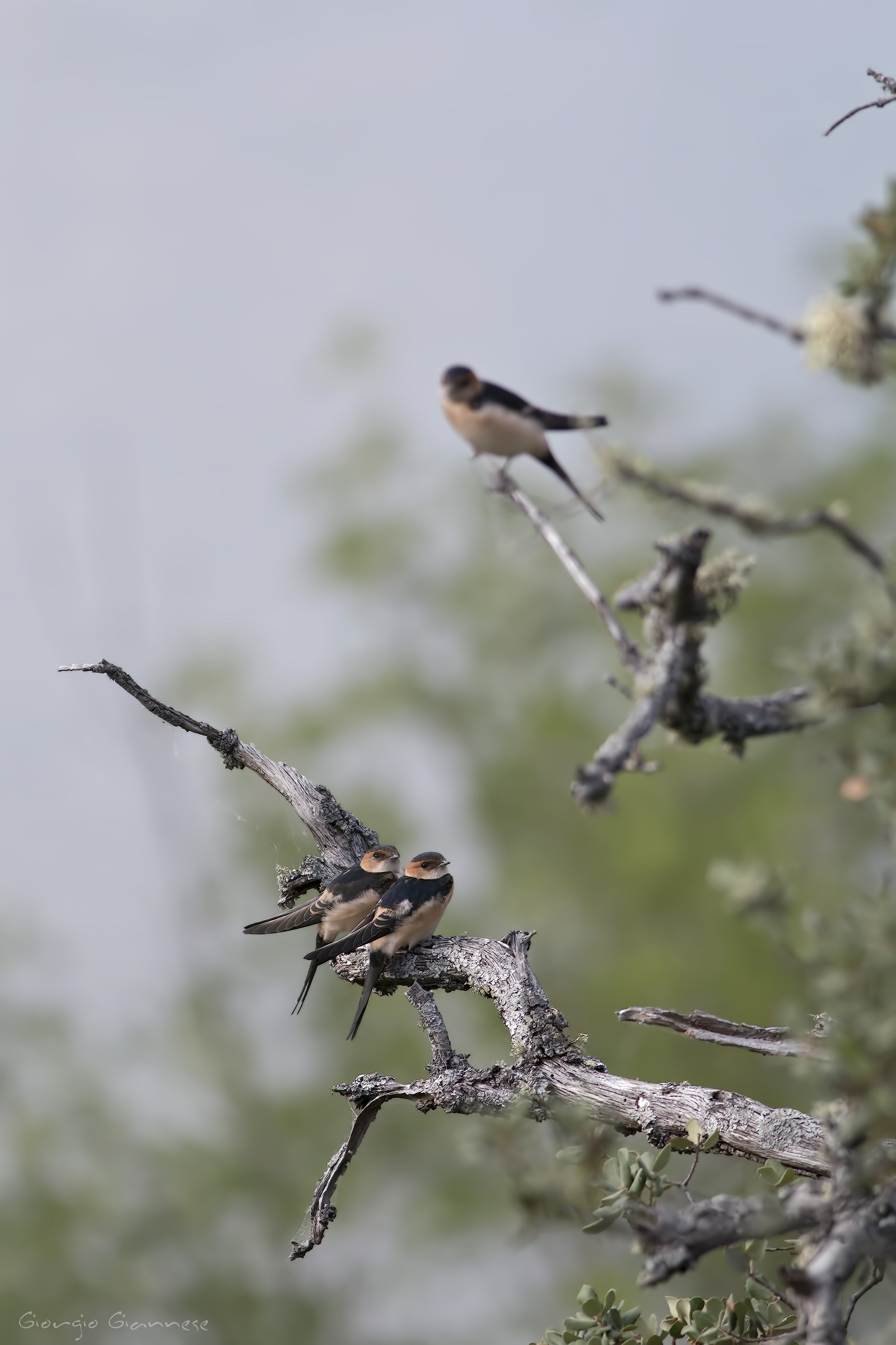 Rondini rossicce (Cecropis daurica)